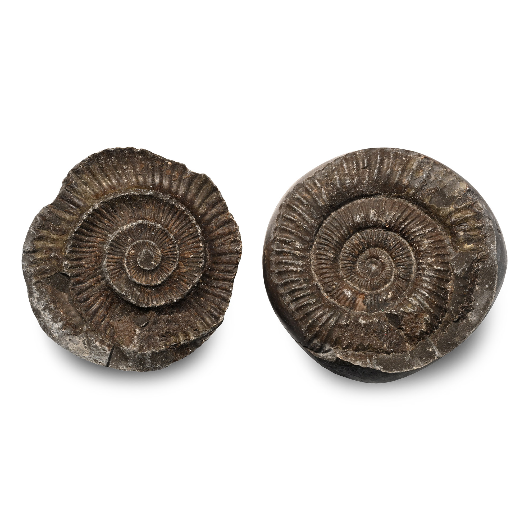 Fossil Dactylioceras Ammonite Nodule