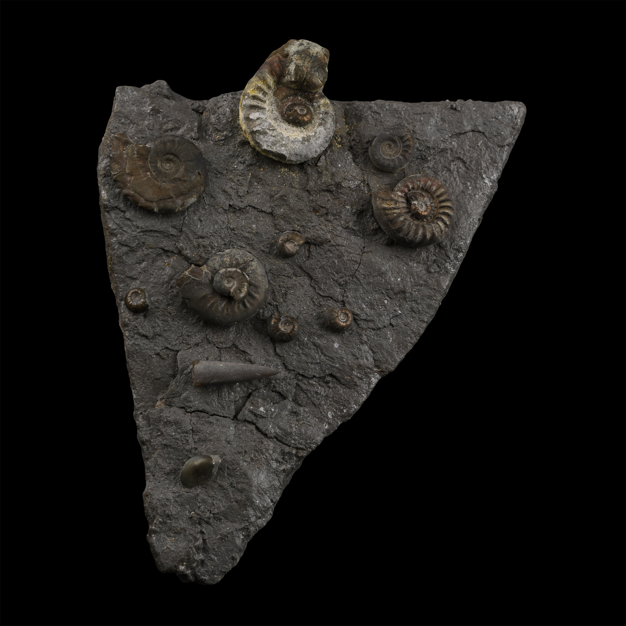 Fossil Grmmoceras and Cotteswoldia Ammonite Cluster
