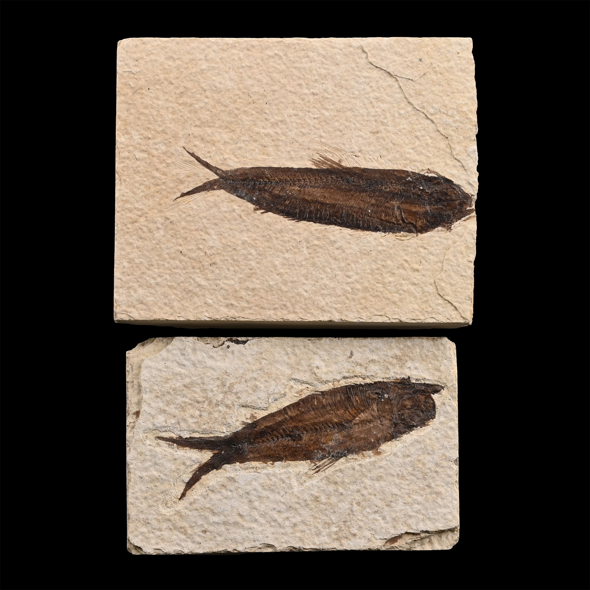 Fossil Knightia Fish Pair