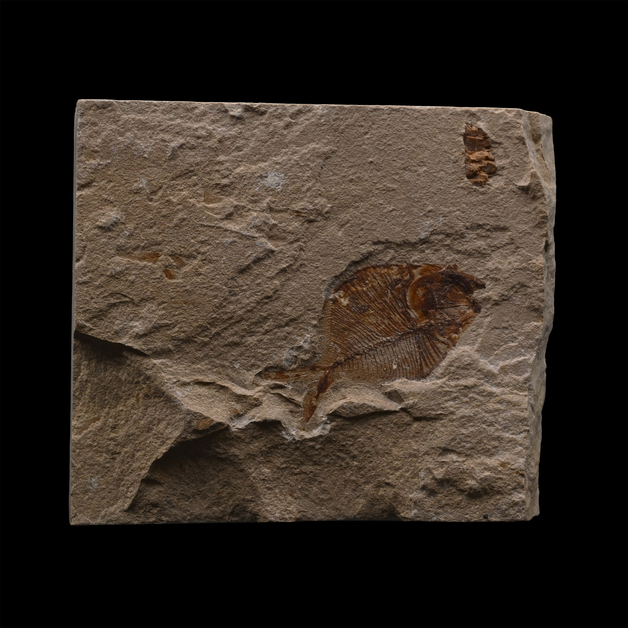 Fossil Diplomystus Fish