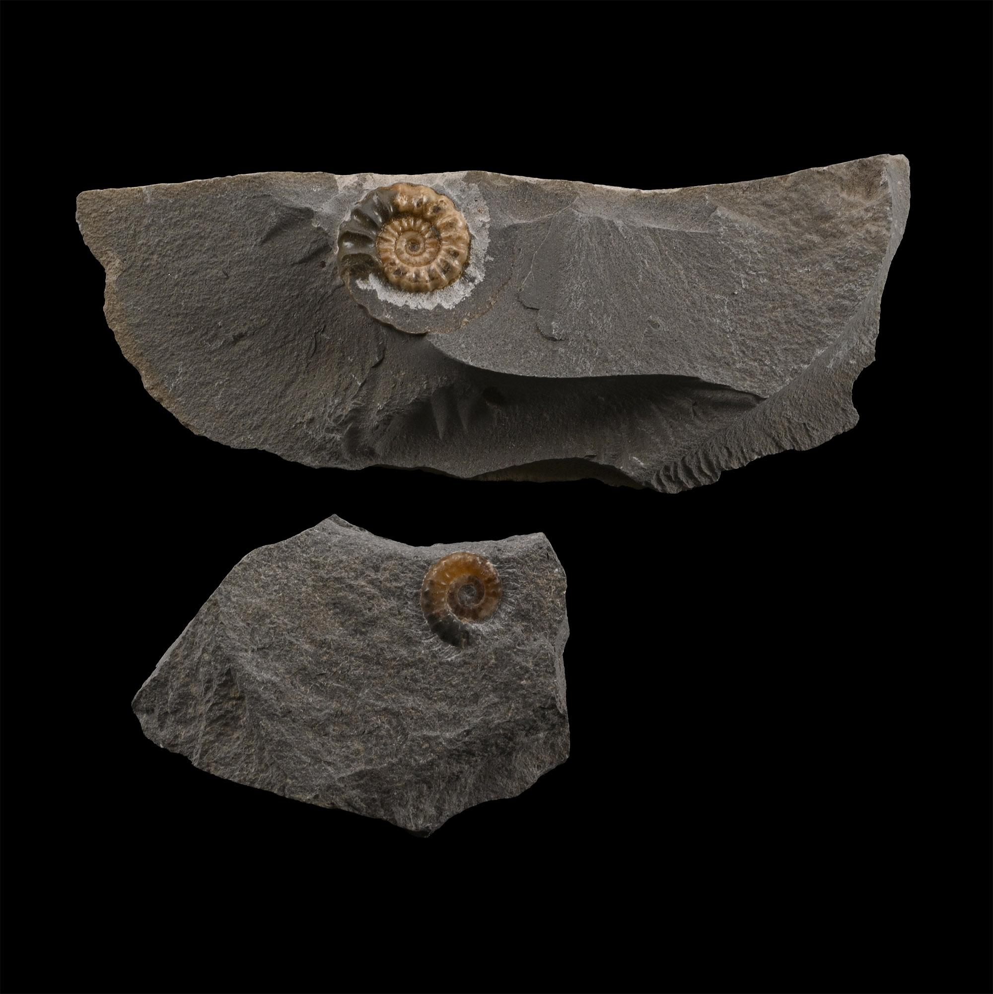 Fossil Promicroceras Ammonite Pair