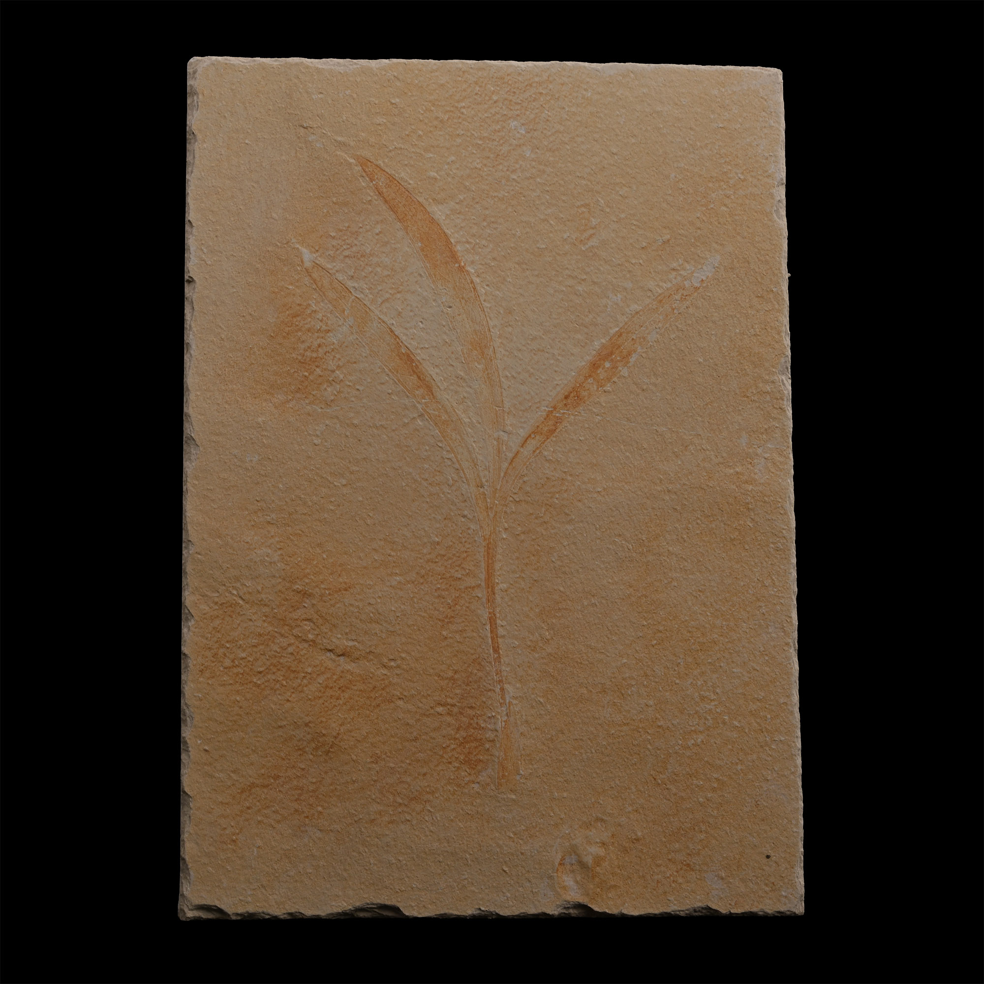 Fossil Sapindopsis Plant Leaf
