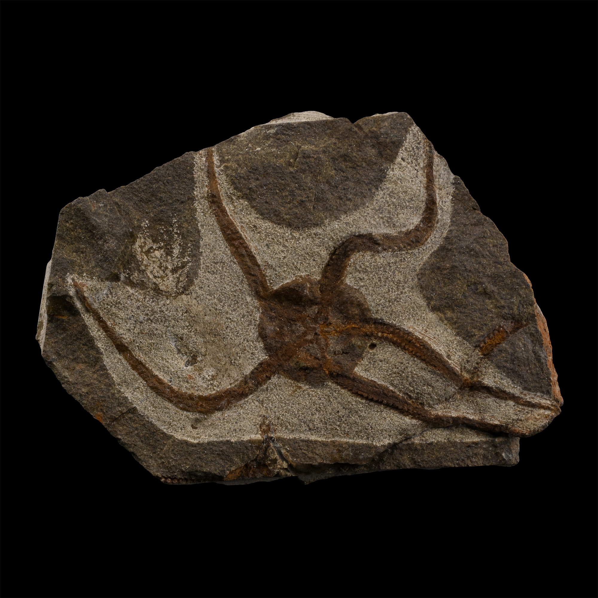 Fossil Brittle Star