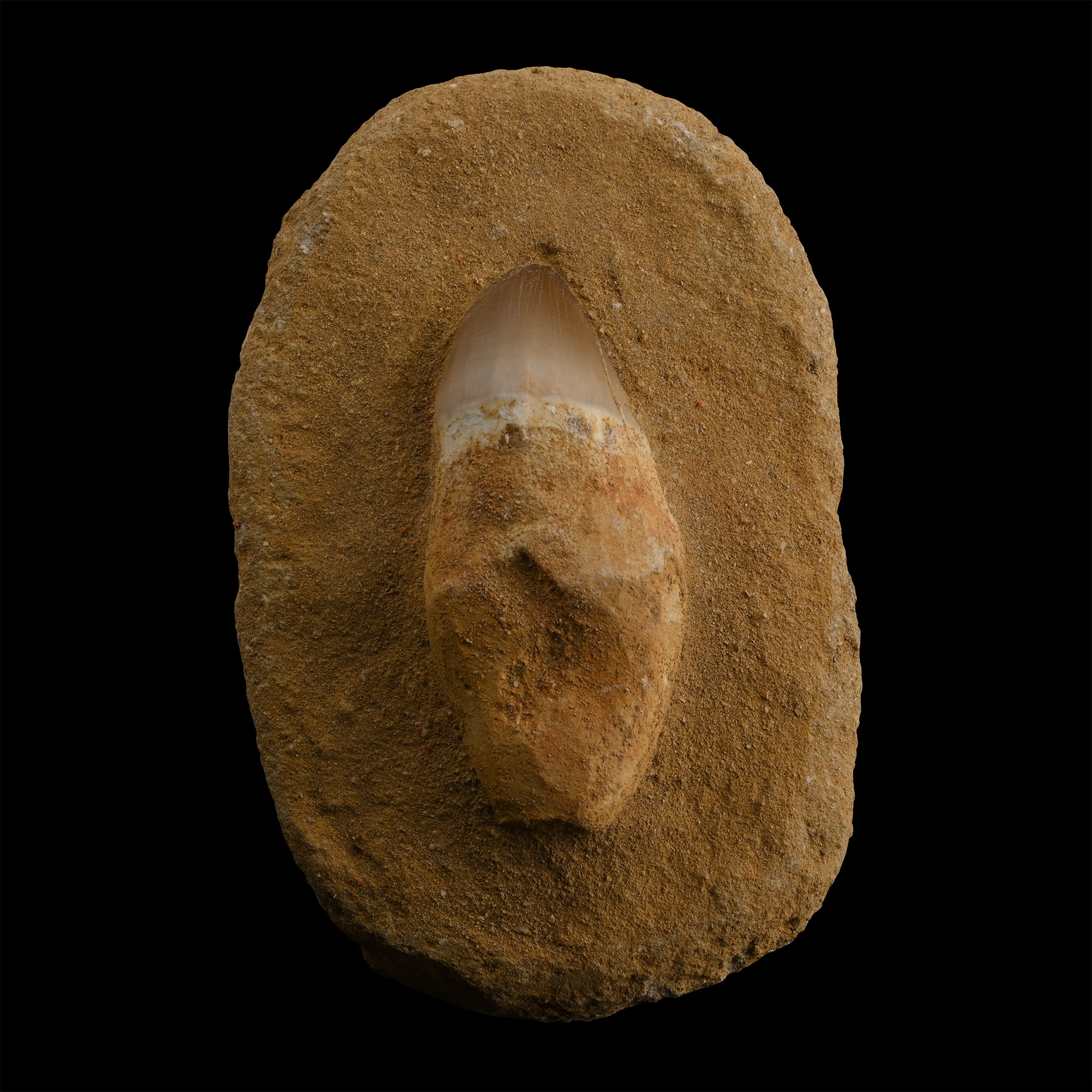 Mosasaur 'Marine Dinosaur' Tooth on Composite Matrix