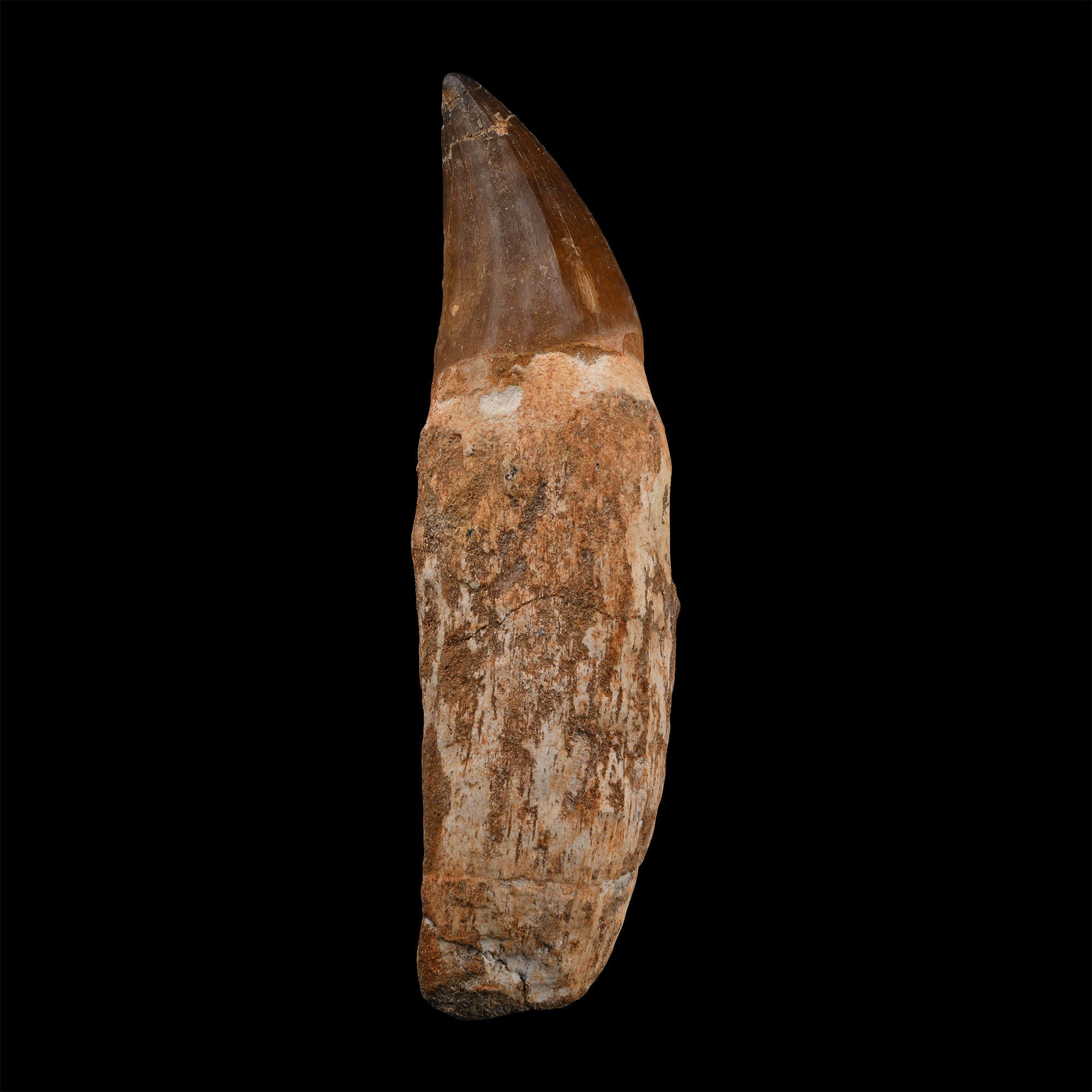 Mosasaur 'Marine Dinosaur' Tooth with Root