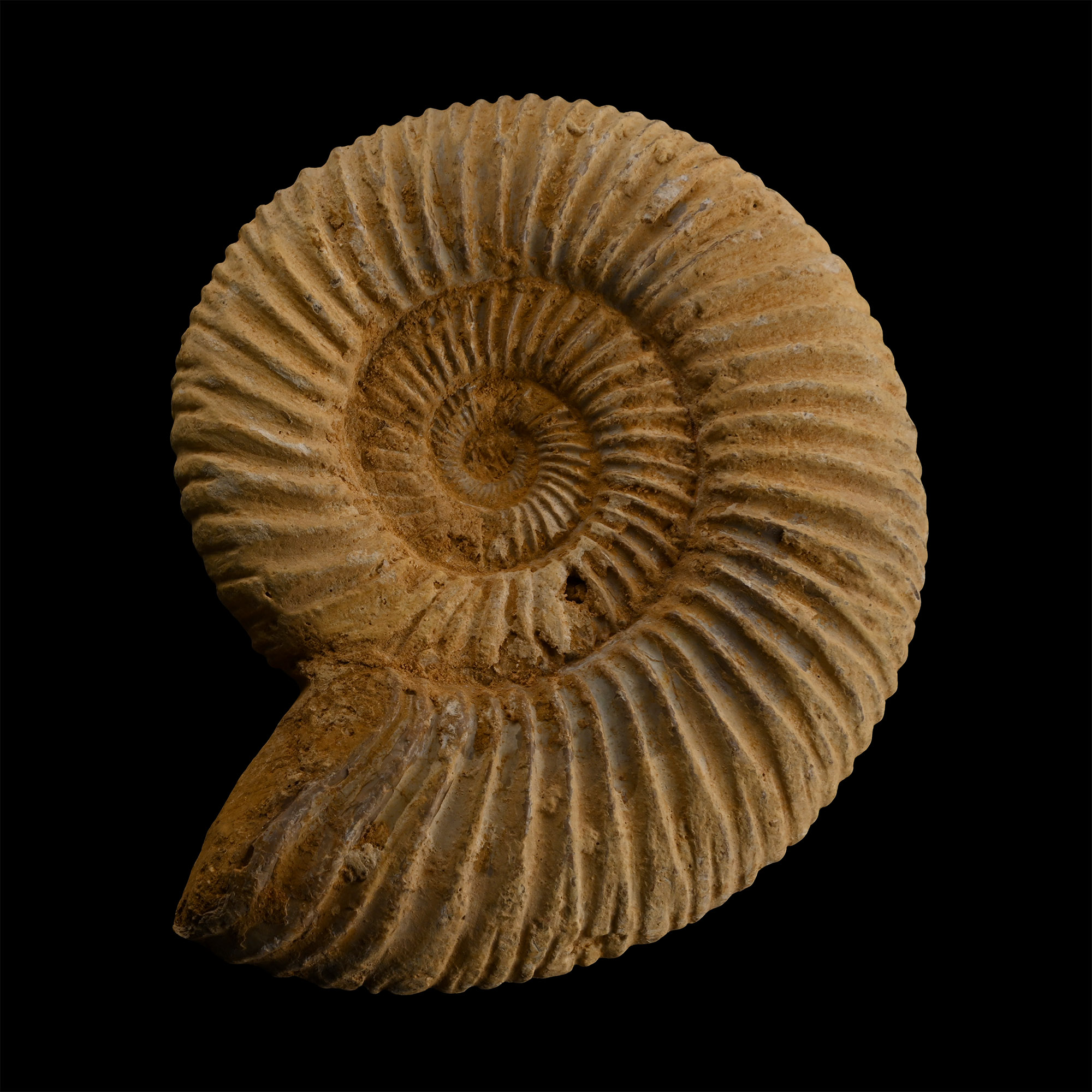 Fossil Perisphinctes Ammonite