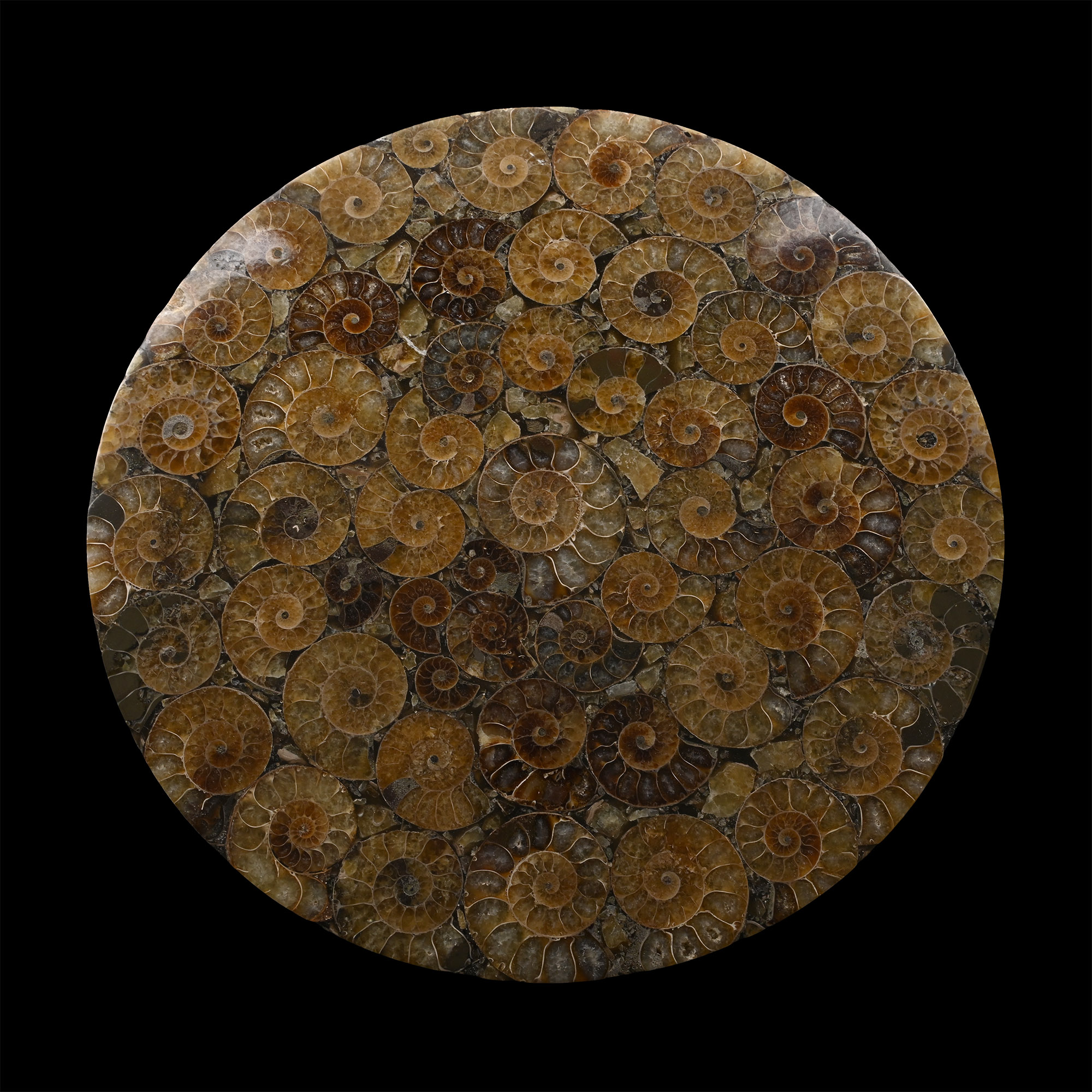 Polished Composite Ammonite Plate