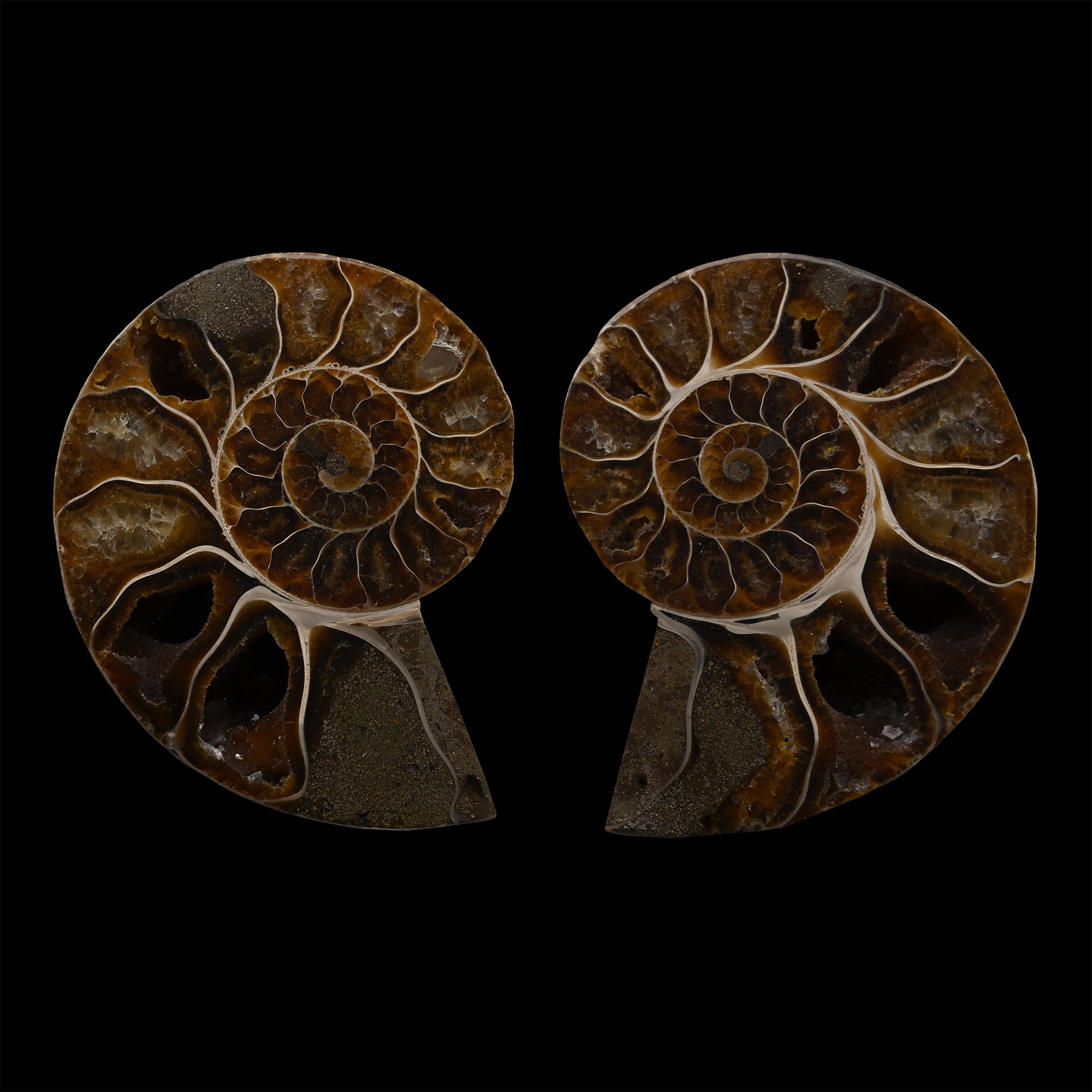 Cut and Polished Fossil Cleoniceras Ammonite