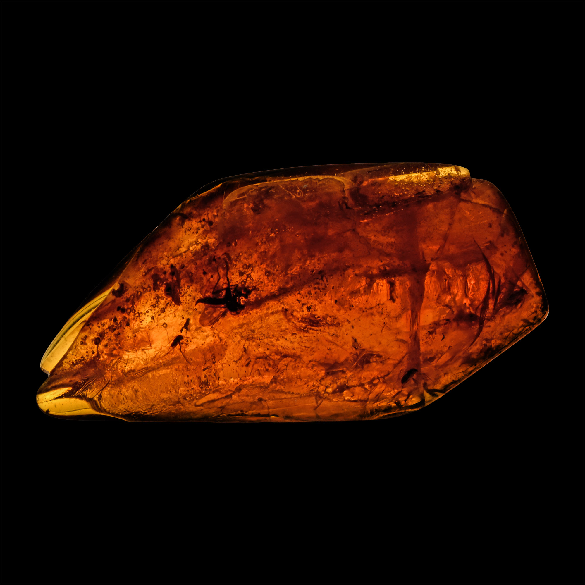 Polished Baltic Amber with Insects