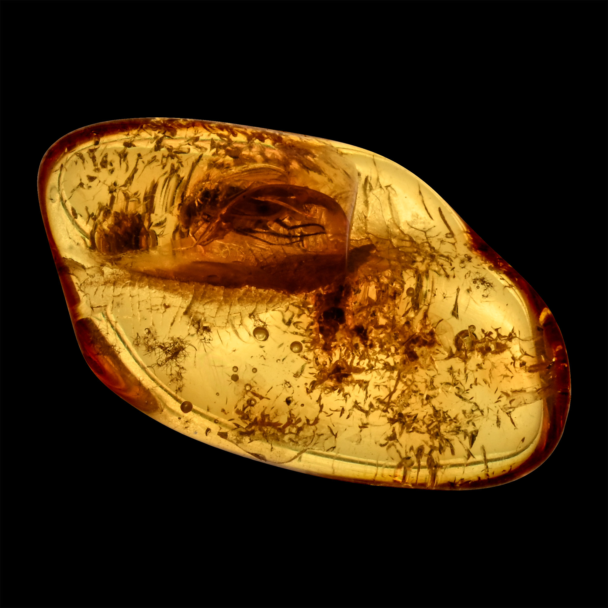 Polished Baltic Amber with Insect