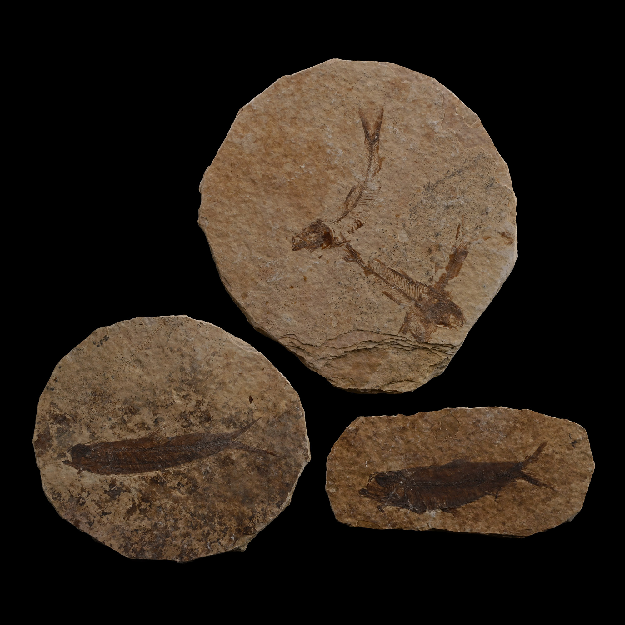 Fossil Knightia Alta Fish Group