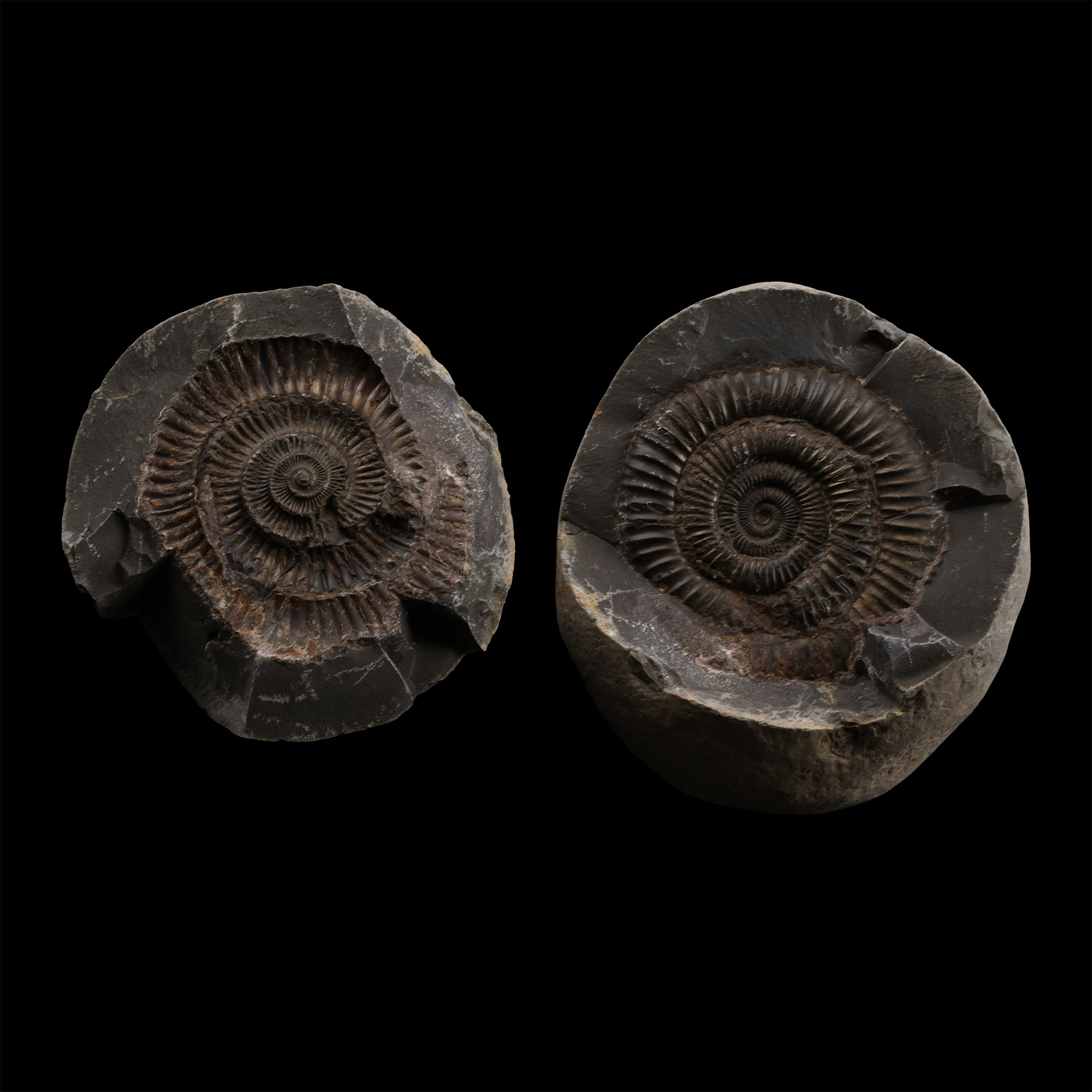 Large Fossil Dactylioceras Ammonite Nodule