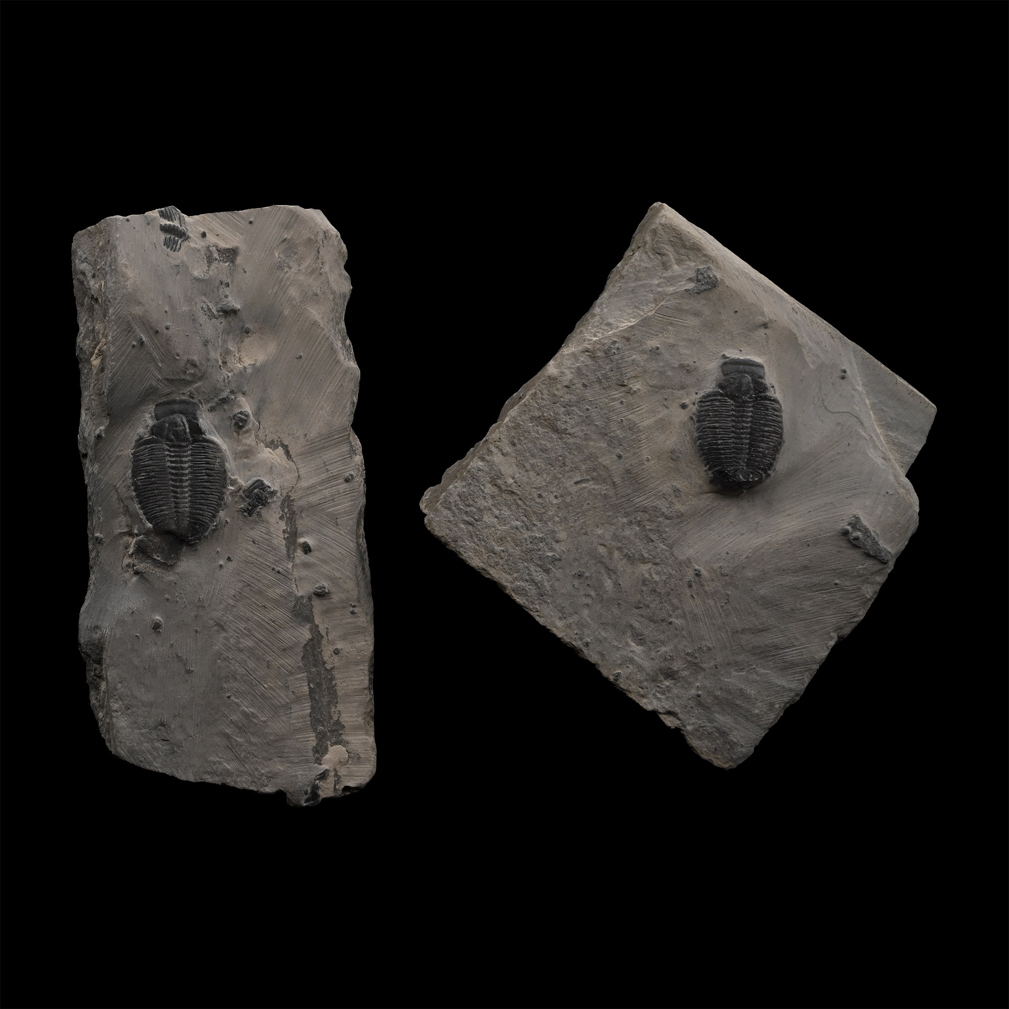 Fossil Elrathia Trilobite Pair