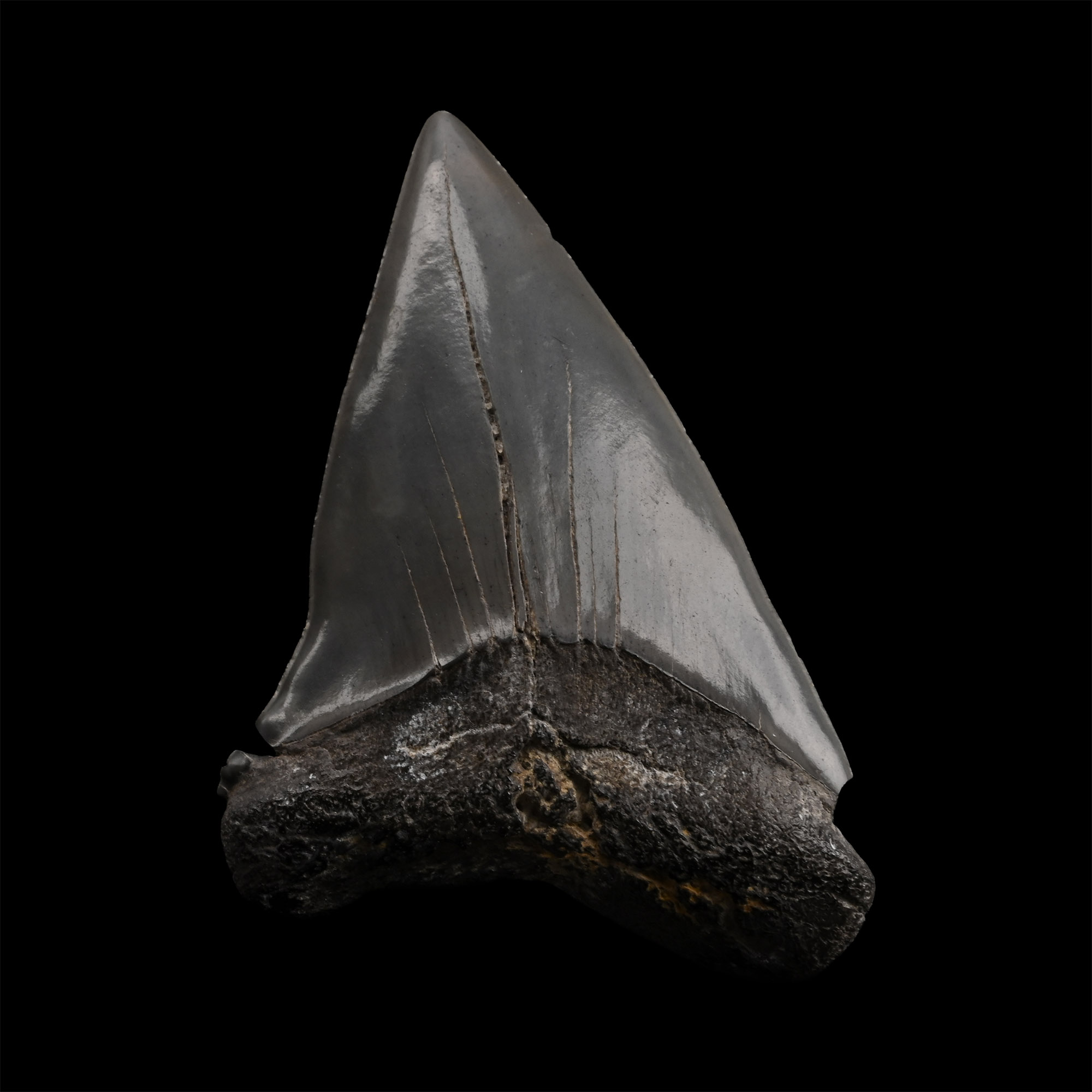 Great White Shark Tooth