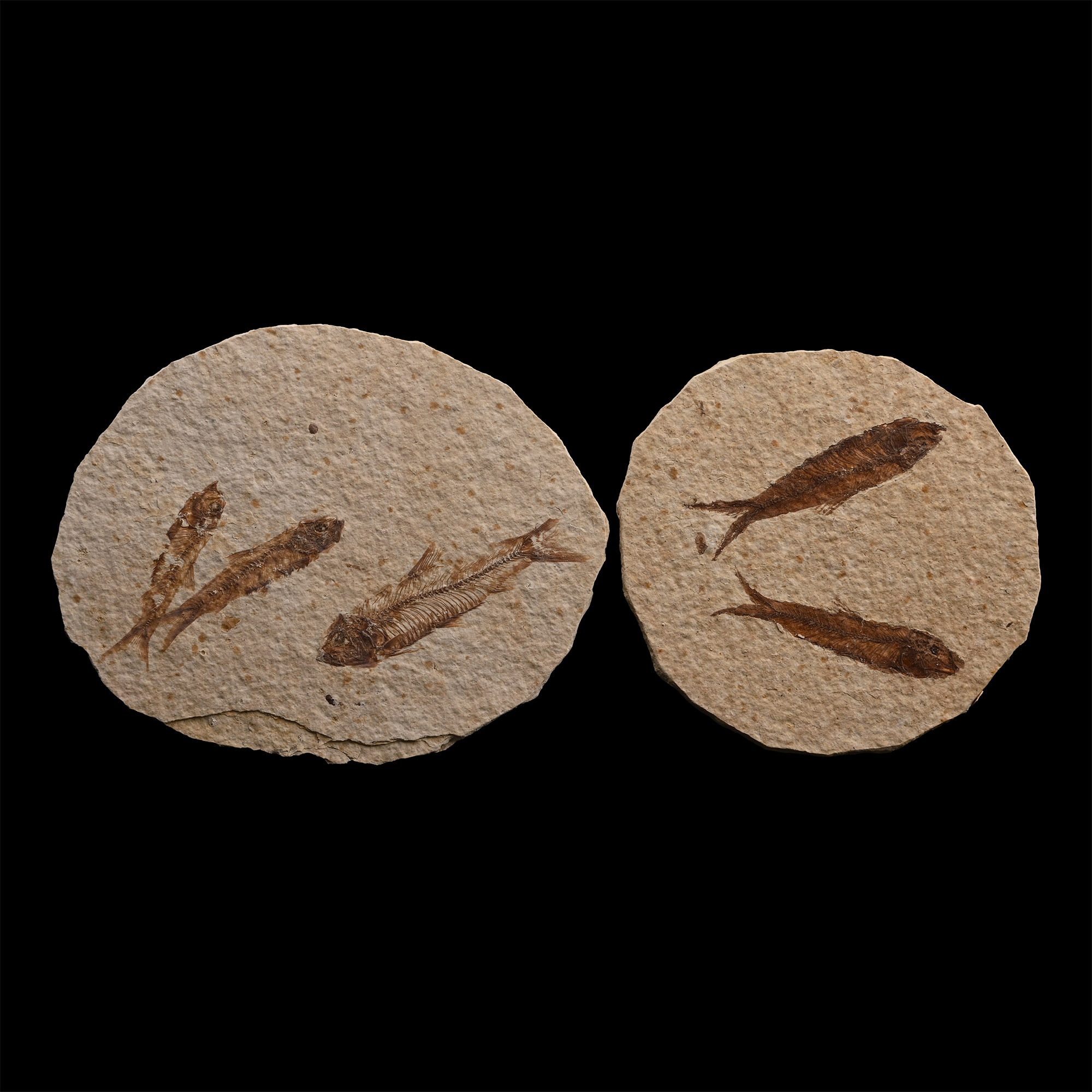 Fossil Knightia Alta Fish Group