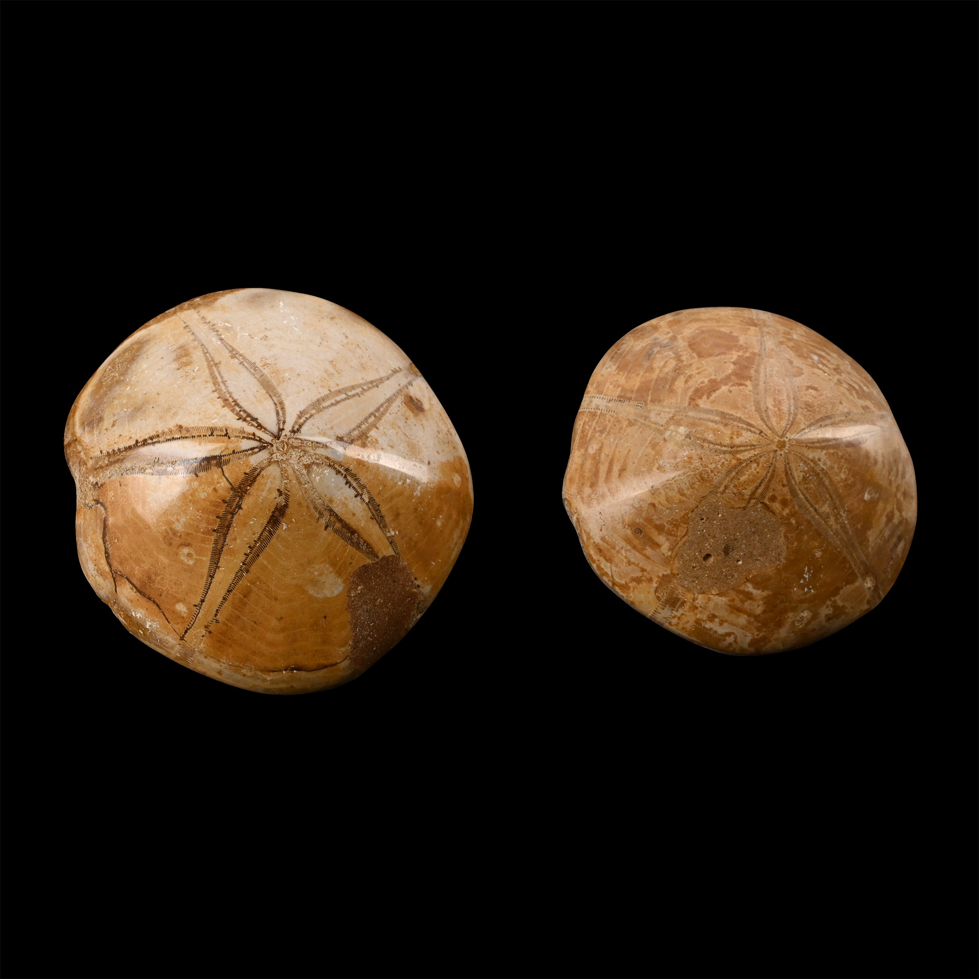 Polished Fossil Sea Urchin Pair