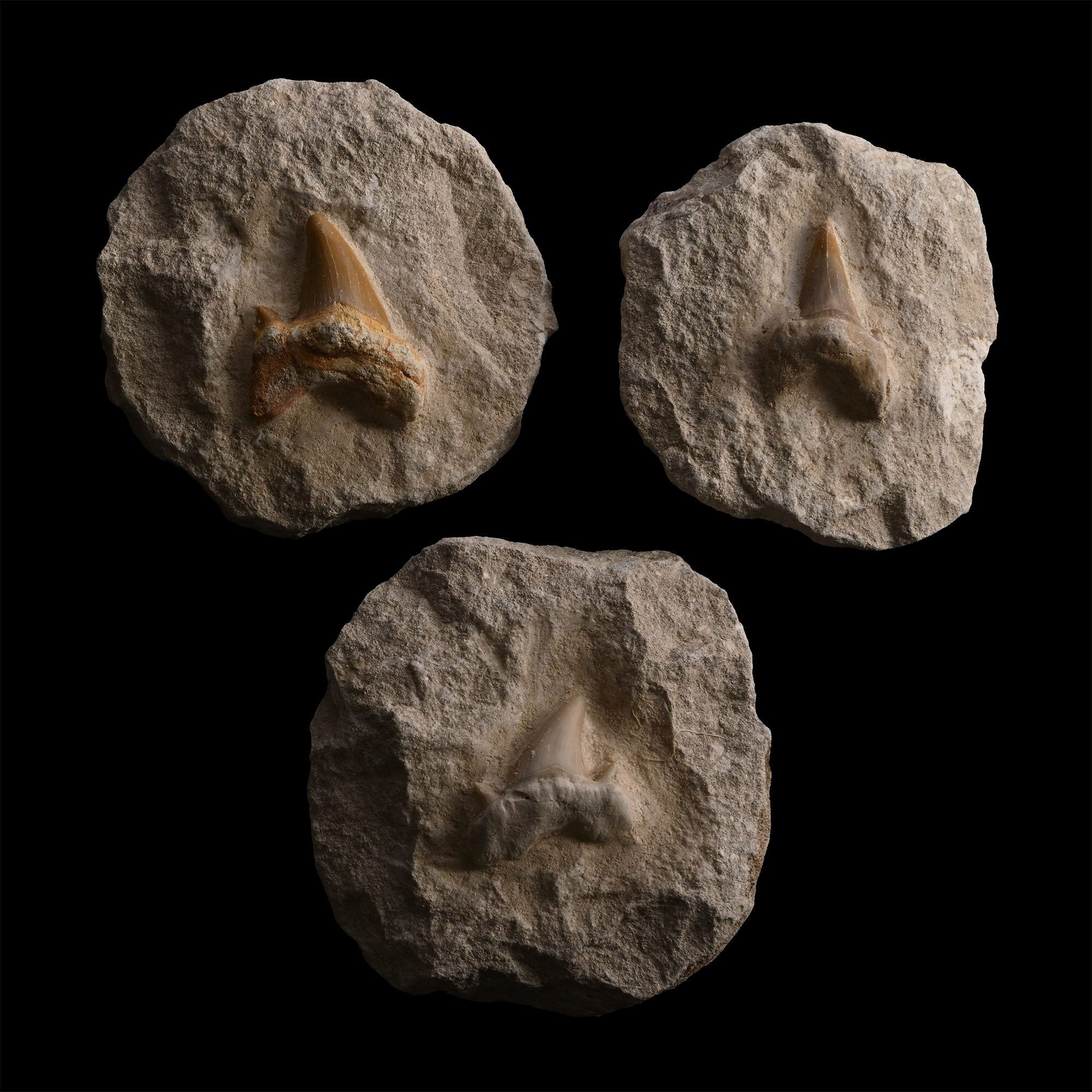 Fossil Otodus Obliquus Shark Tooth Group