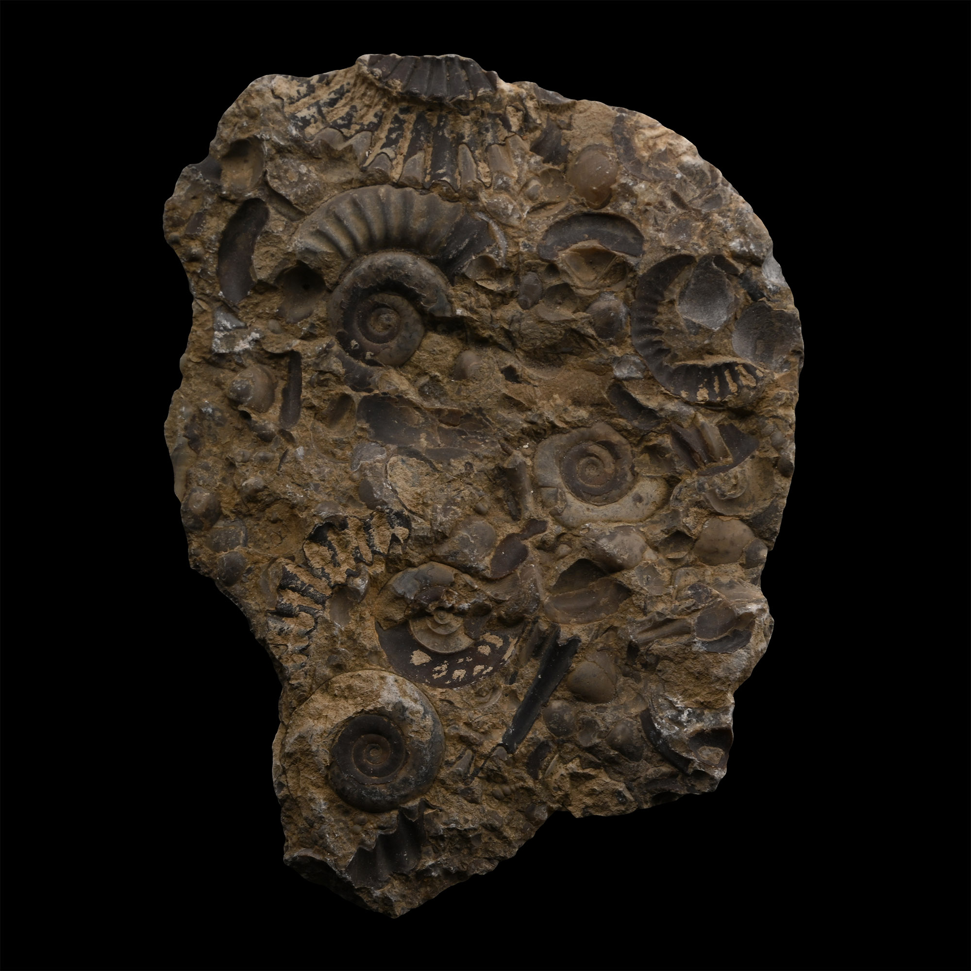 Fossil Grmmoceras and Cotteswoldia Ammonite Cluster