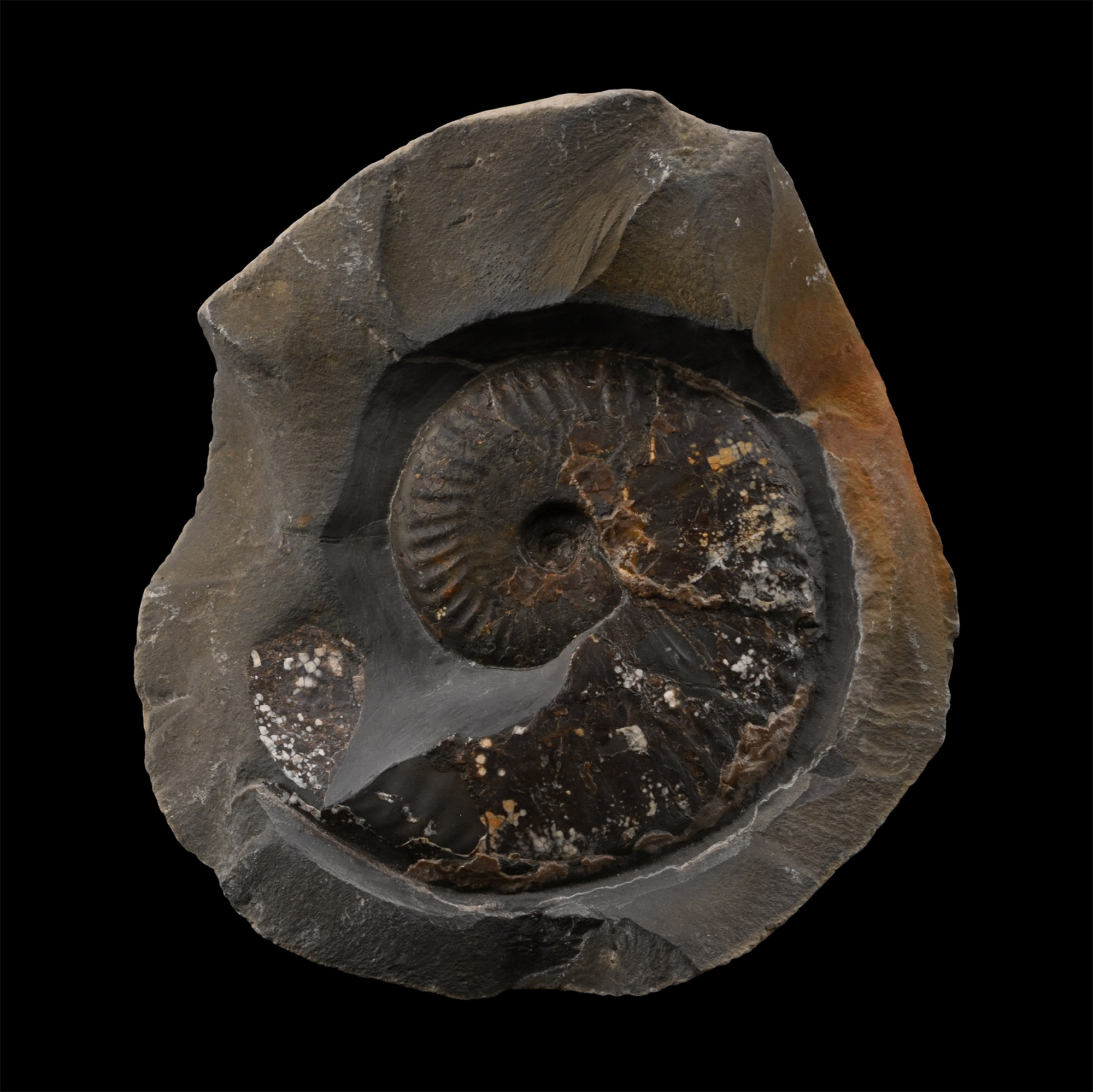 Fossil Pseudolioceras Ammonite