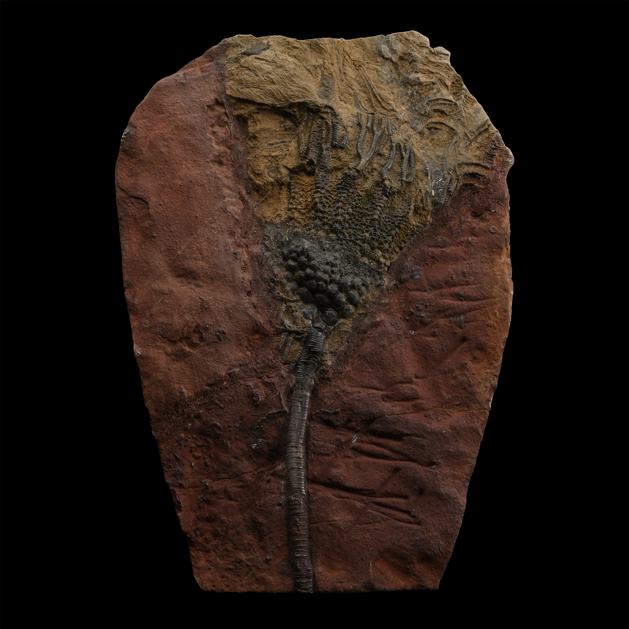 Mahoumacrinus Fossil Crinoid