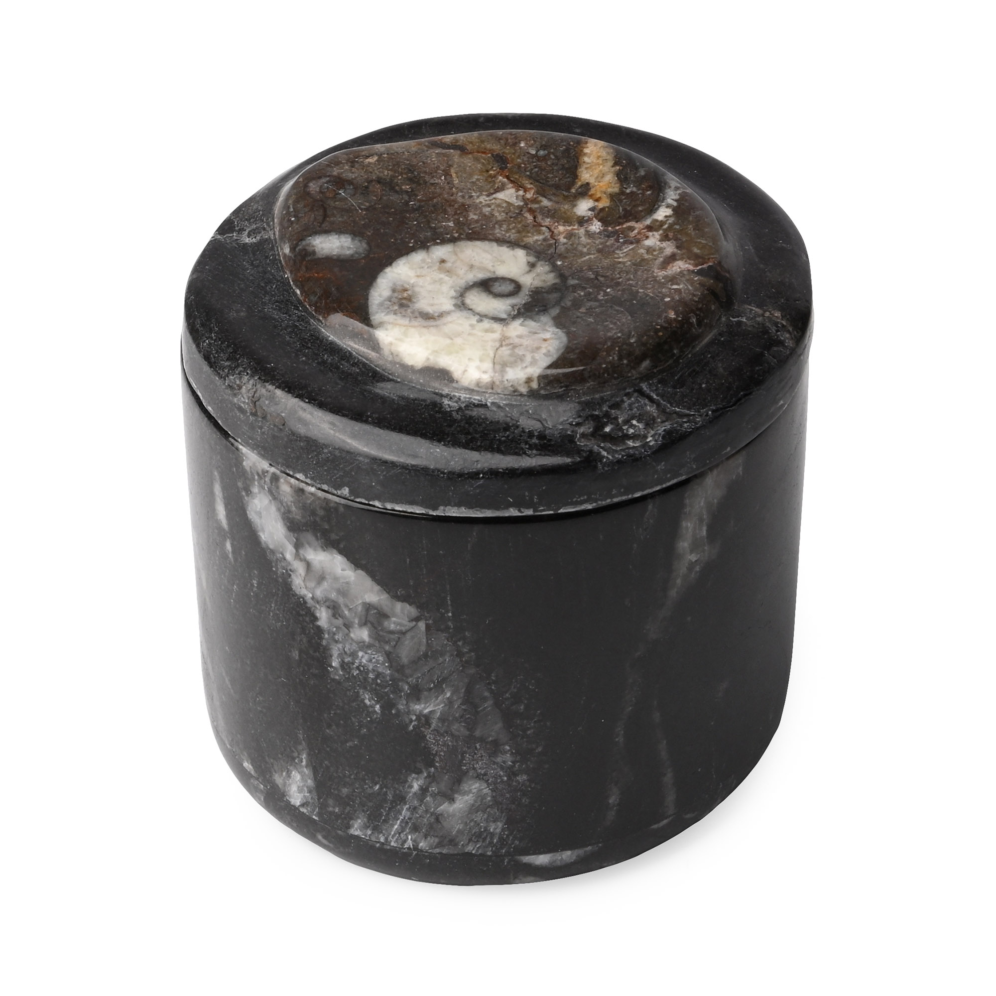 Polished Fossil Goniatite Lidded Pot