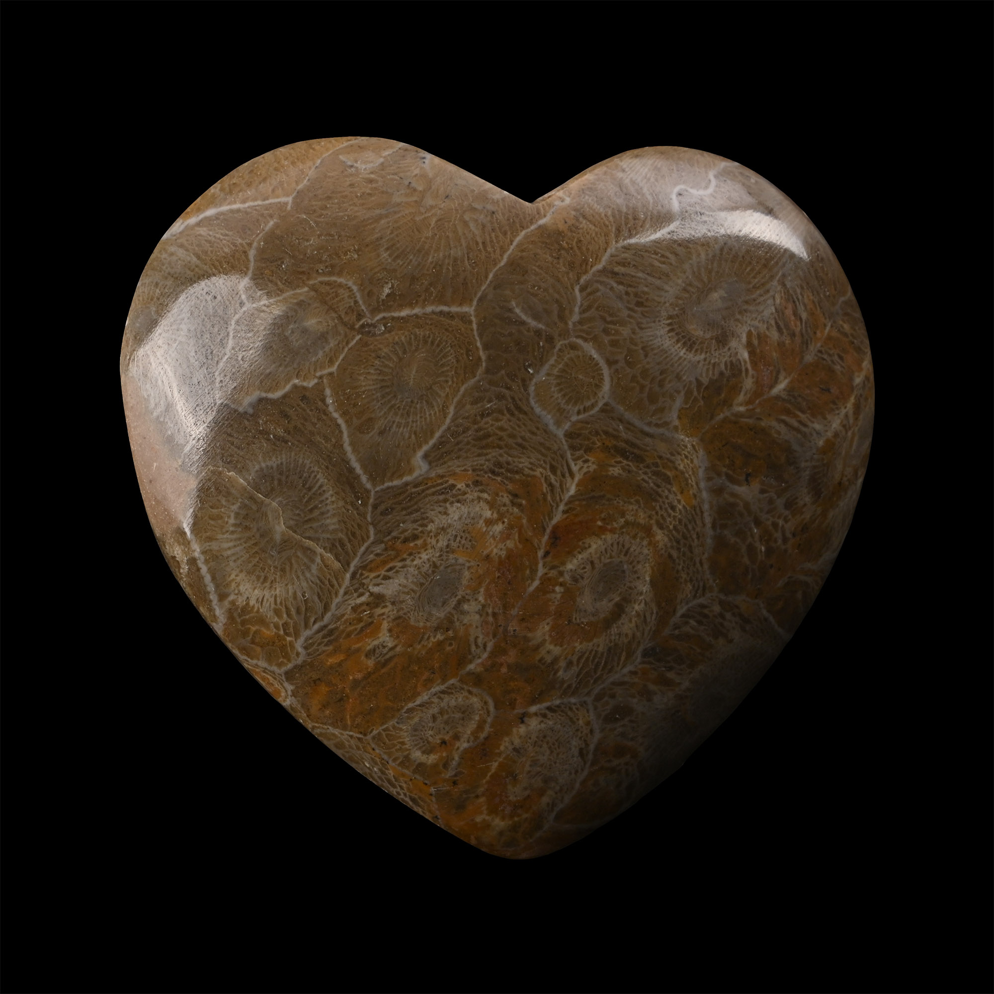 Polished Fossil Coral Head Heart