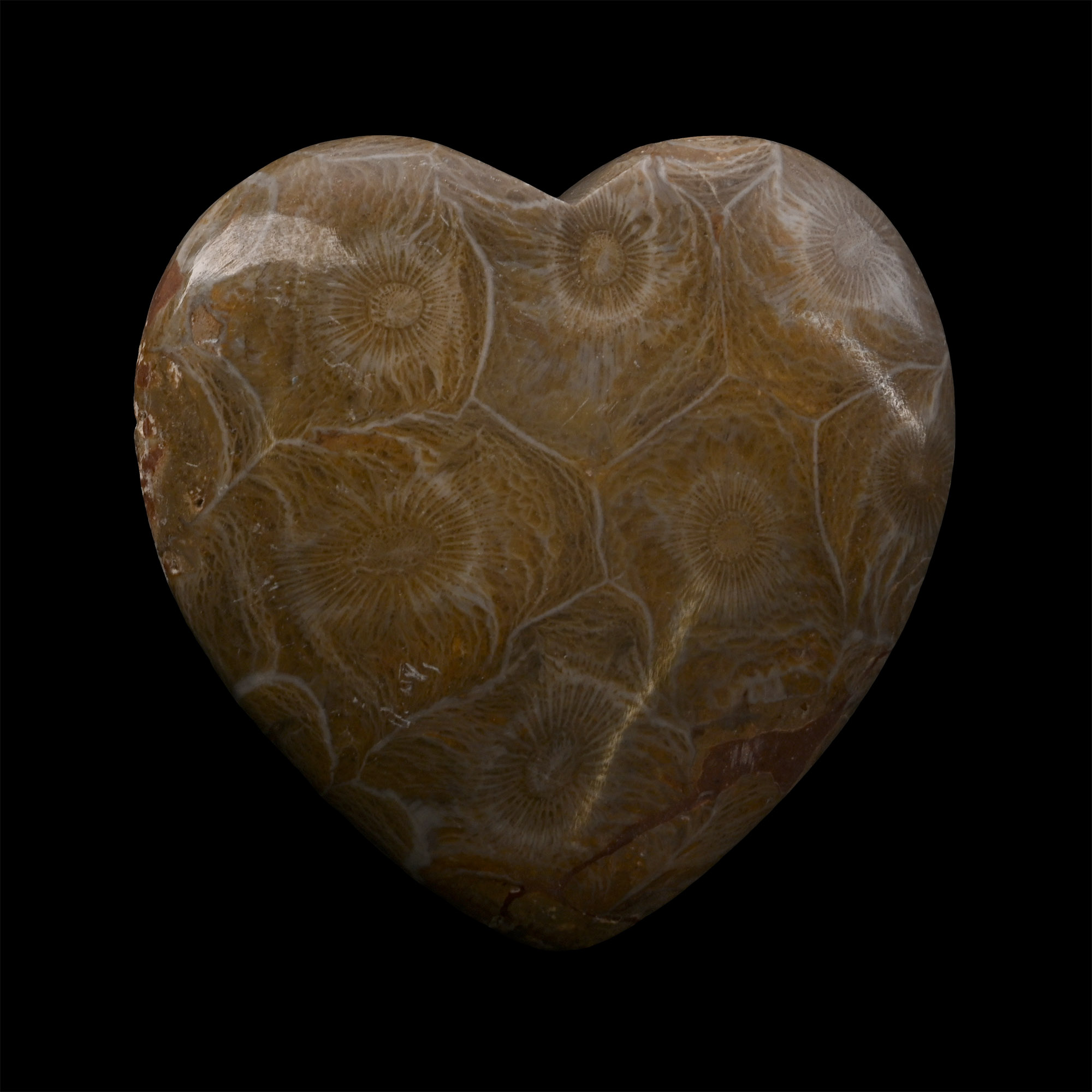 Polished Fossil Coral Head Heart