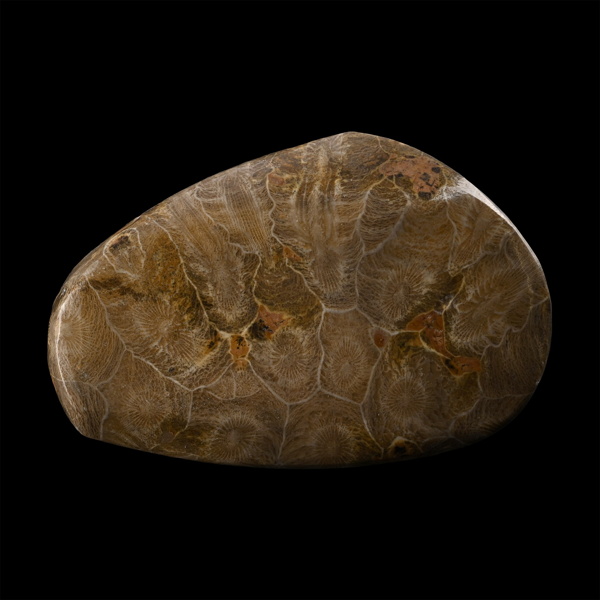 Polished Fossil Coral Head Specimen