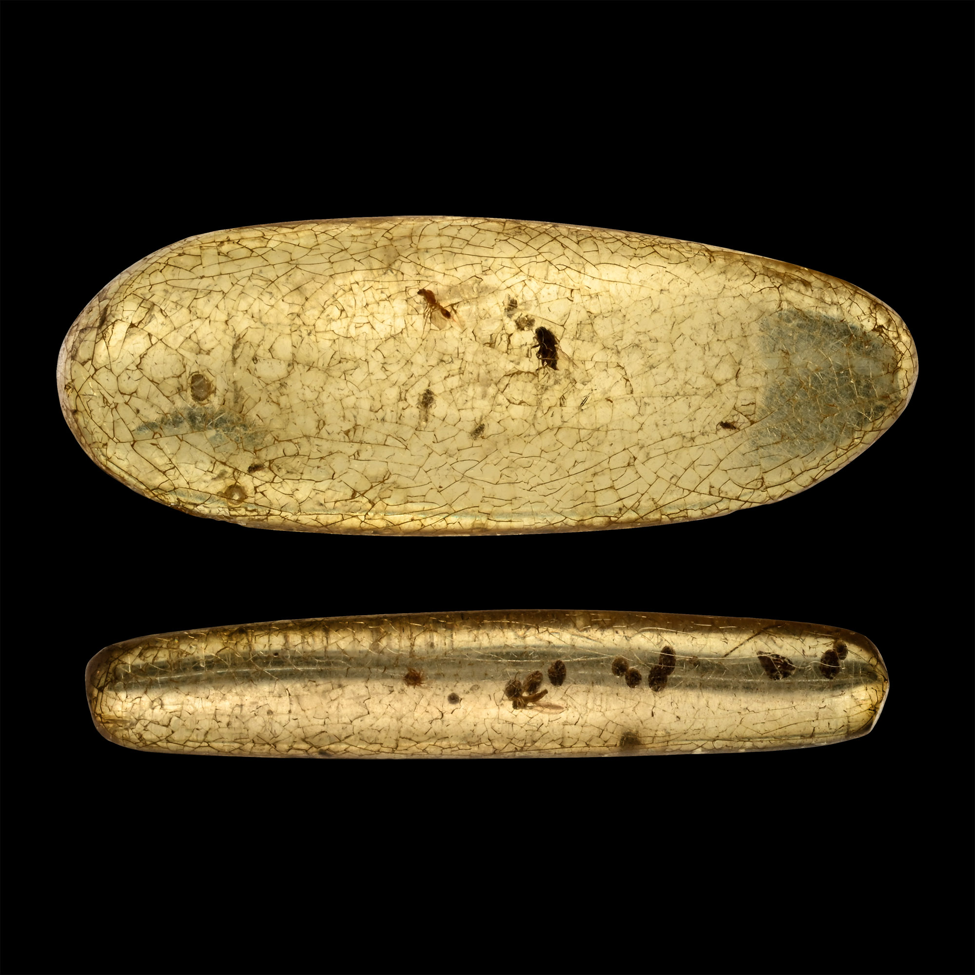 Polished Copal Specimens with Insects