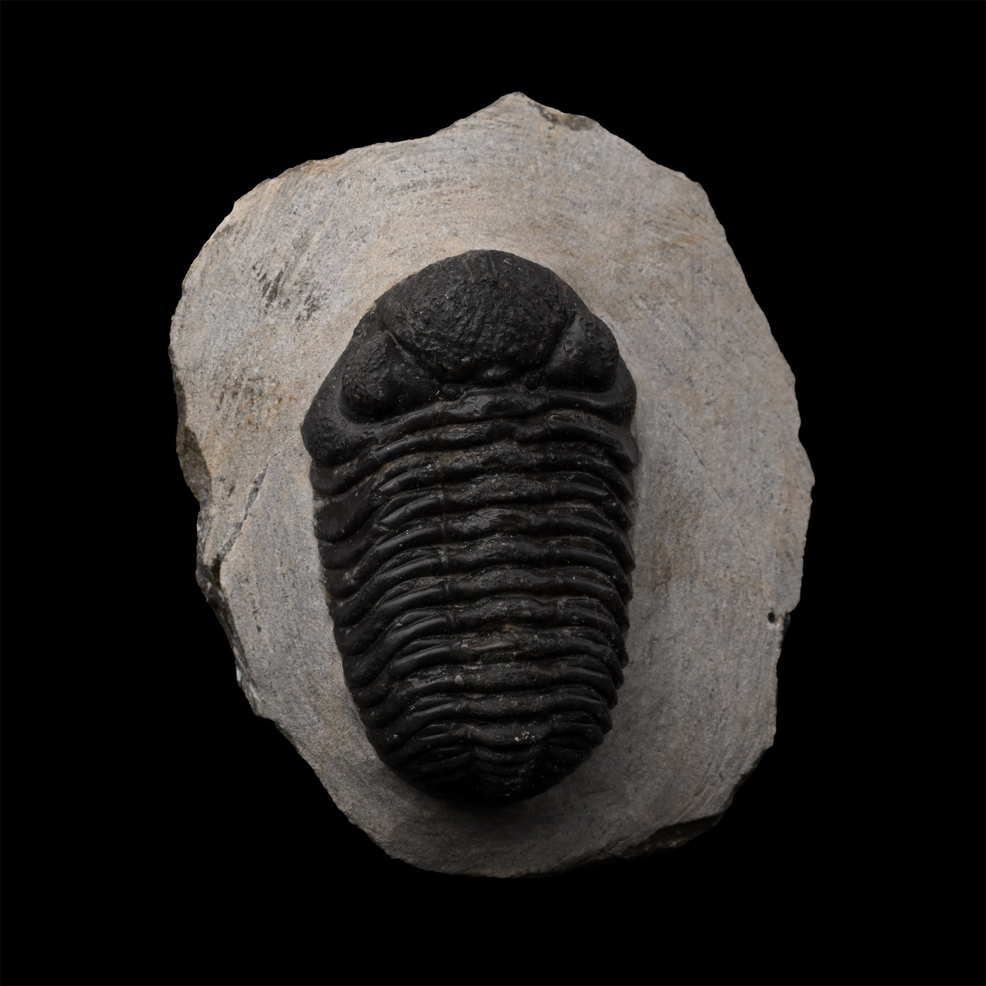 Fossil Phacops Trilobite on Matrix