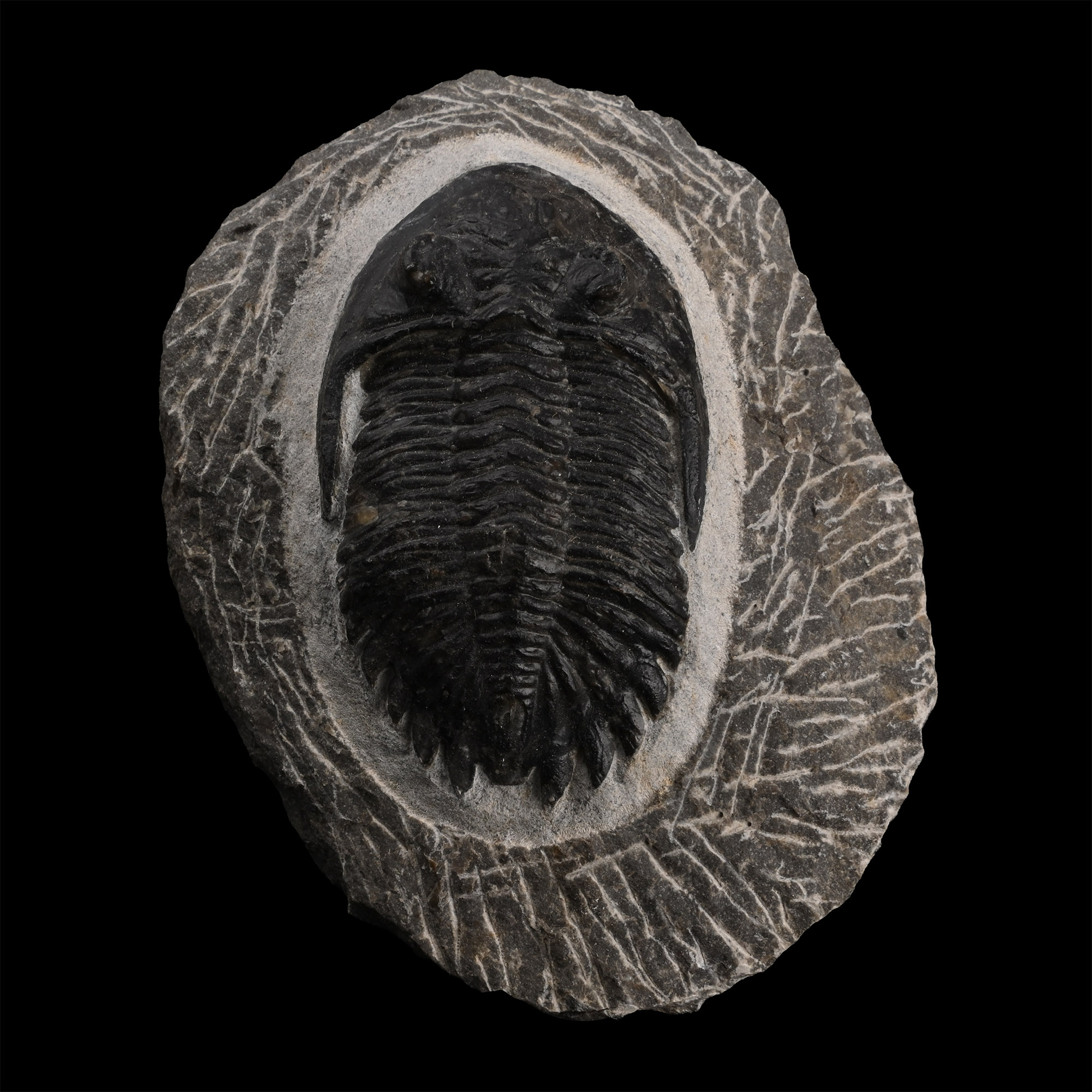 Fossil Hollardops Trilobite on Matrix