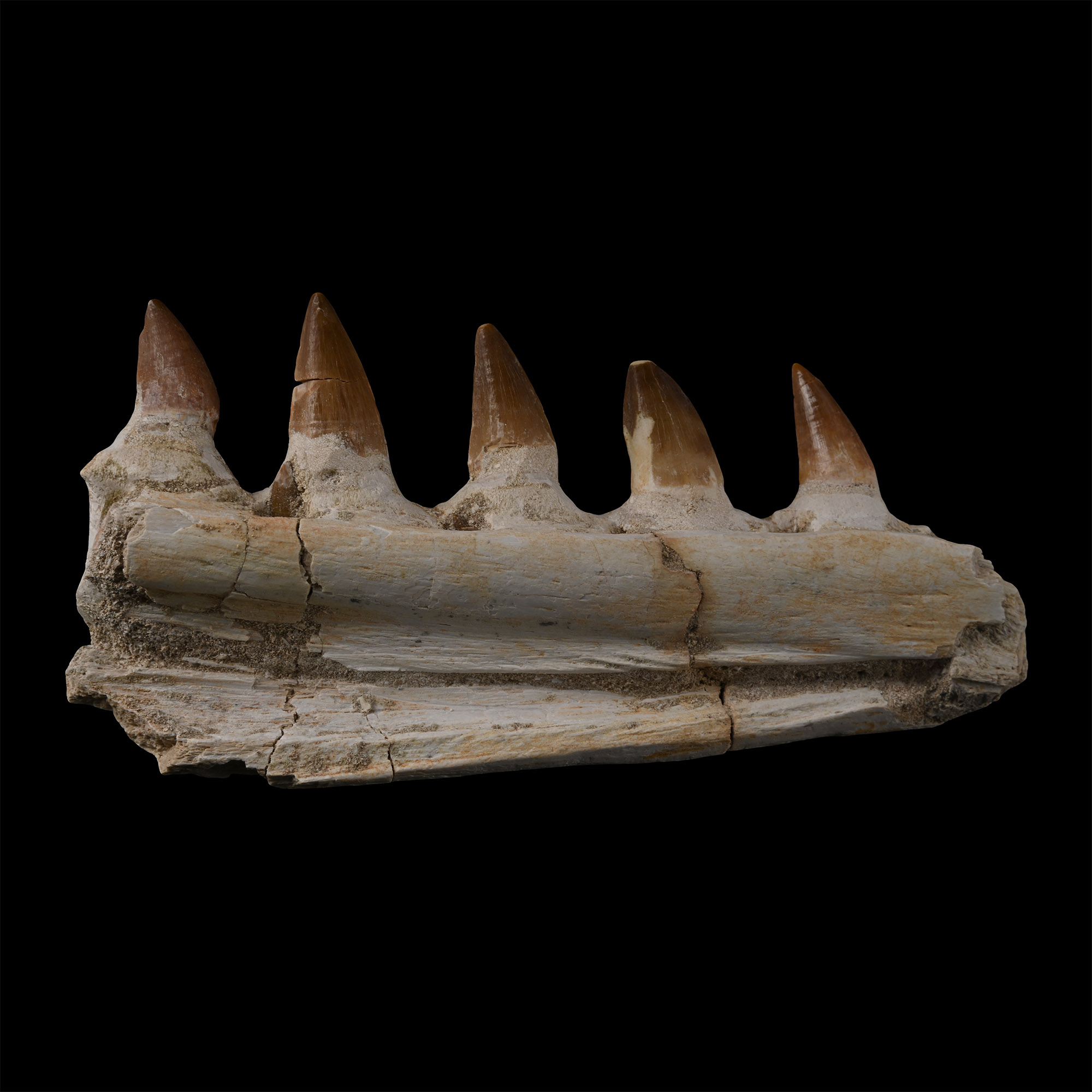 Mosasaur 'Marine Dinosaur' Fossil Jaw Fragment with Teeth