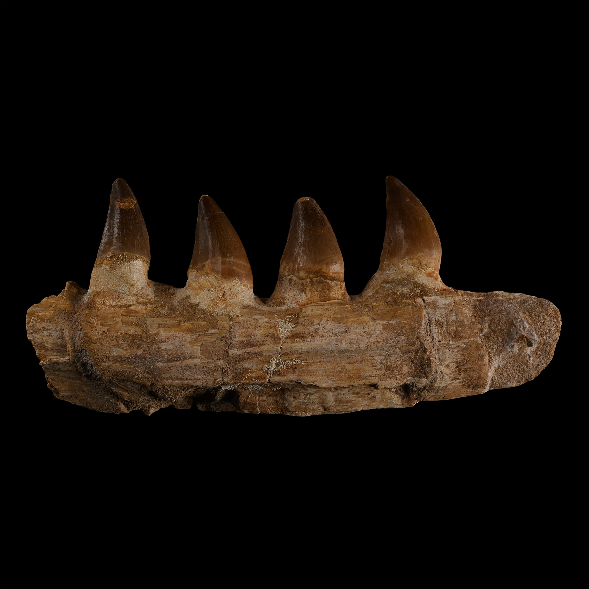 Mosasaur 'Marine Dinosaur' Fossil Jaw Fragment with Teeth