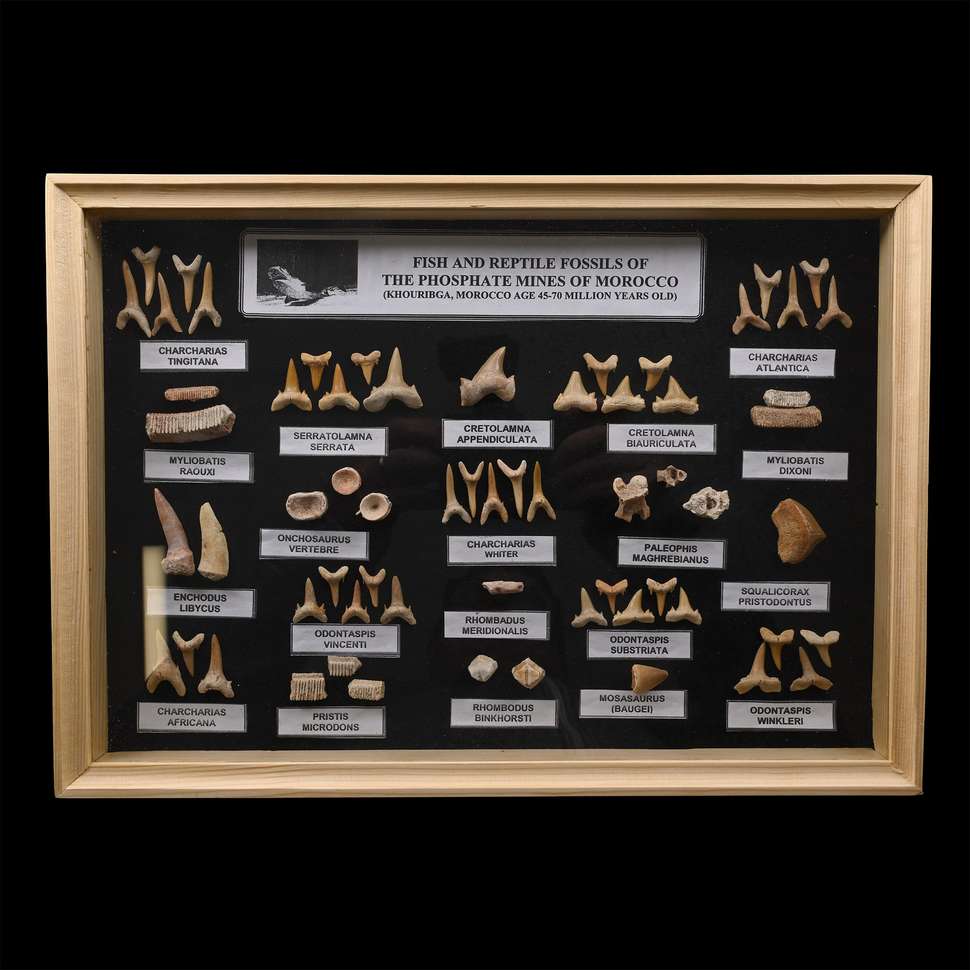 Fossil Shark Tooth Display Case