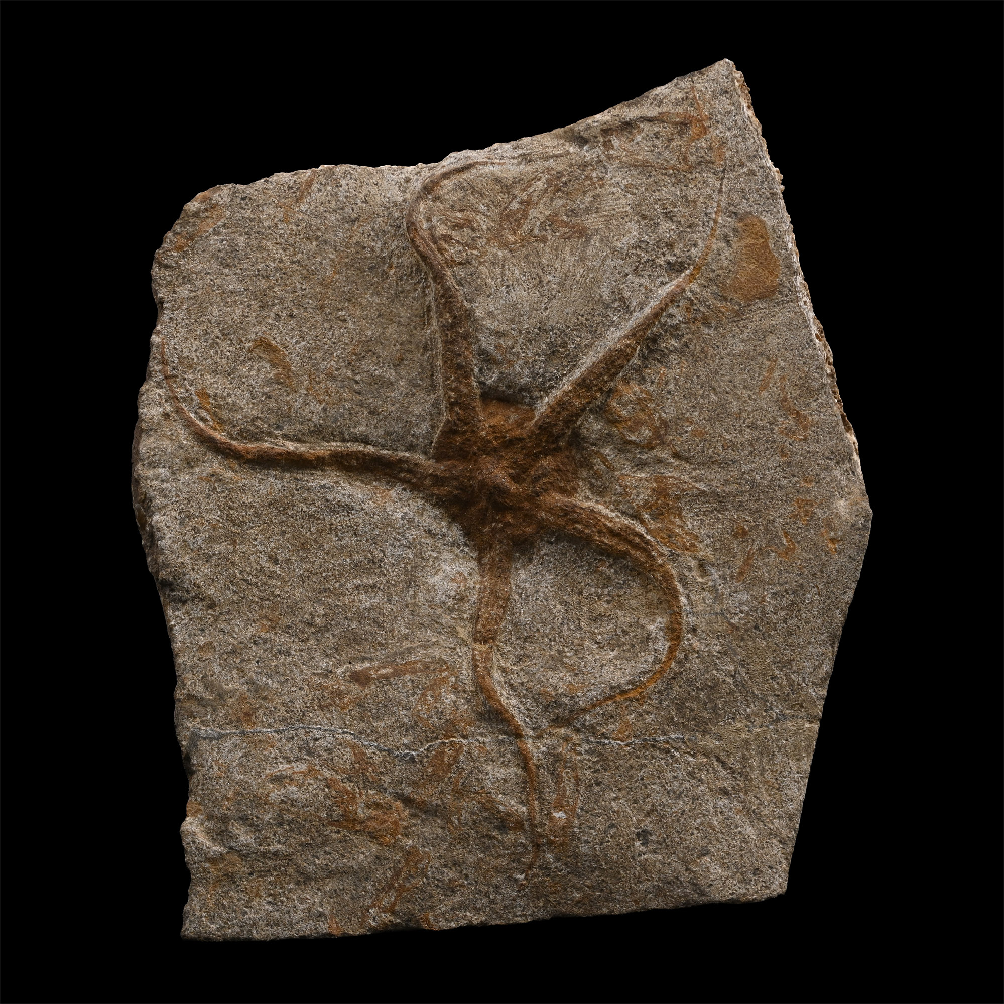 Fossil Brittle Star on Matrix