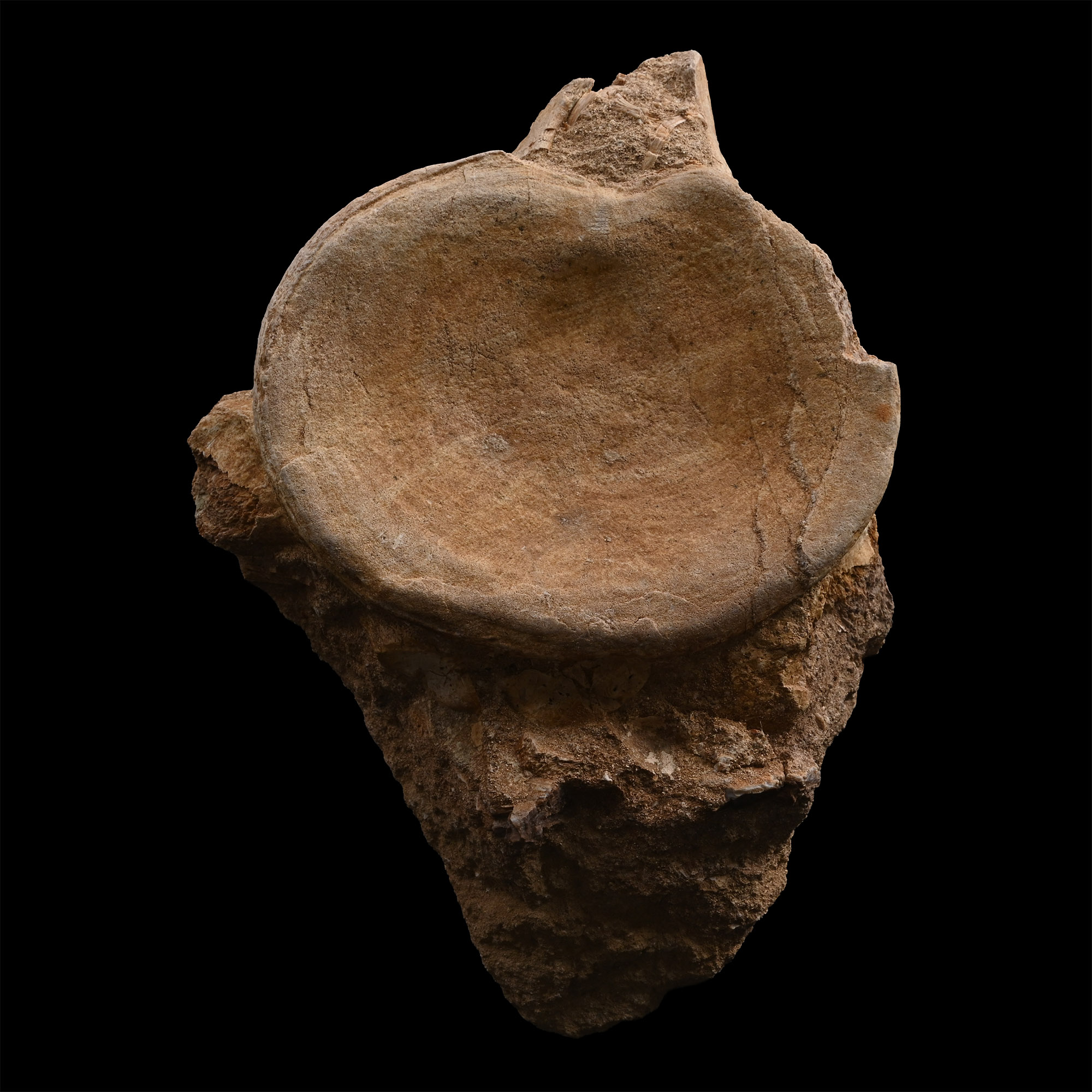 Fossil Plesiosaur 'Marine Dinosaur' Vertebra
