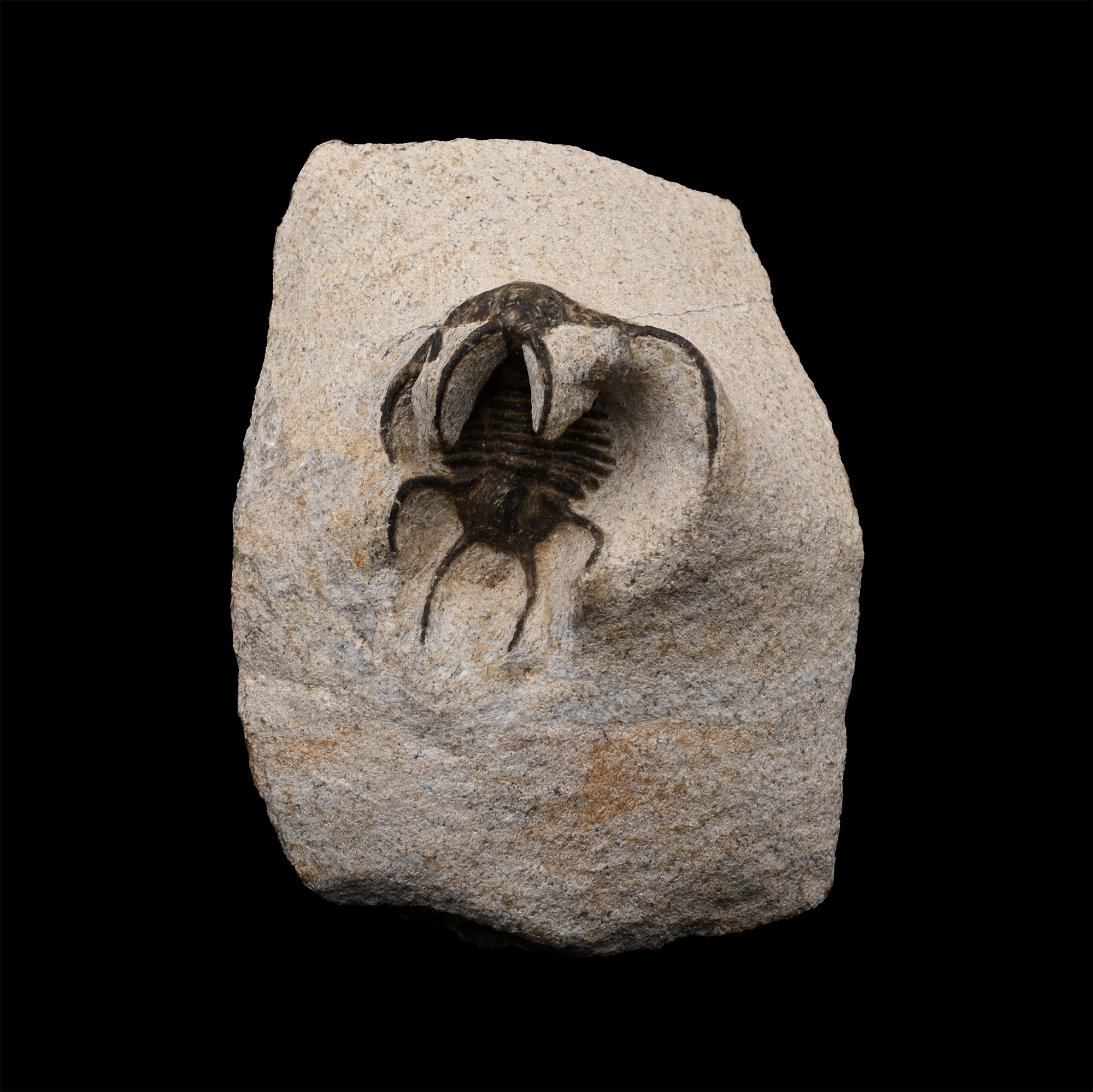 Fossil Ceratarges Trilobite