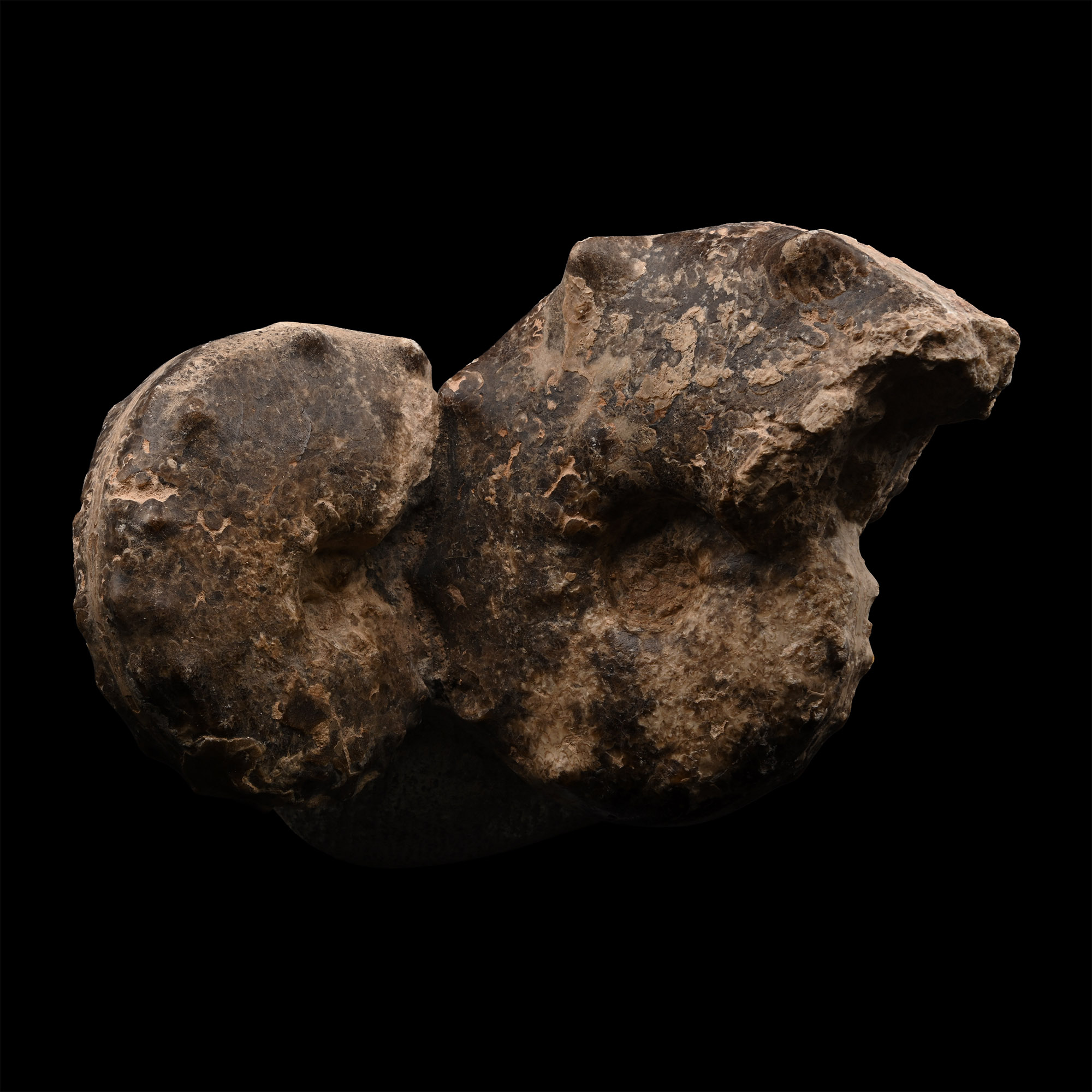 Fossil Mamites Ammonite Display