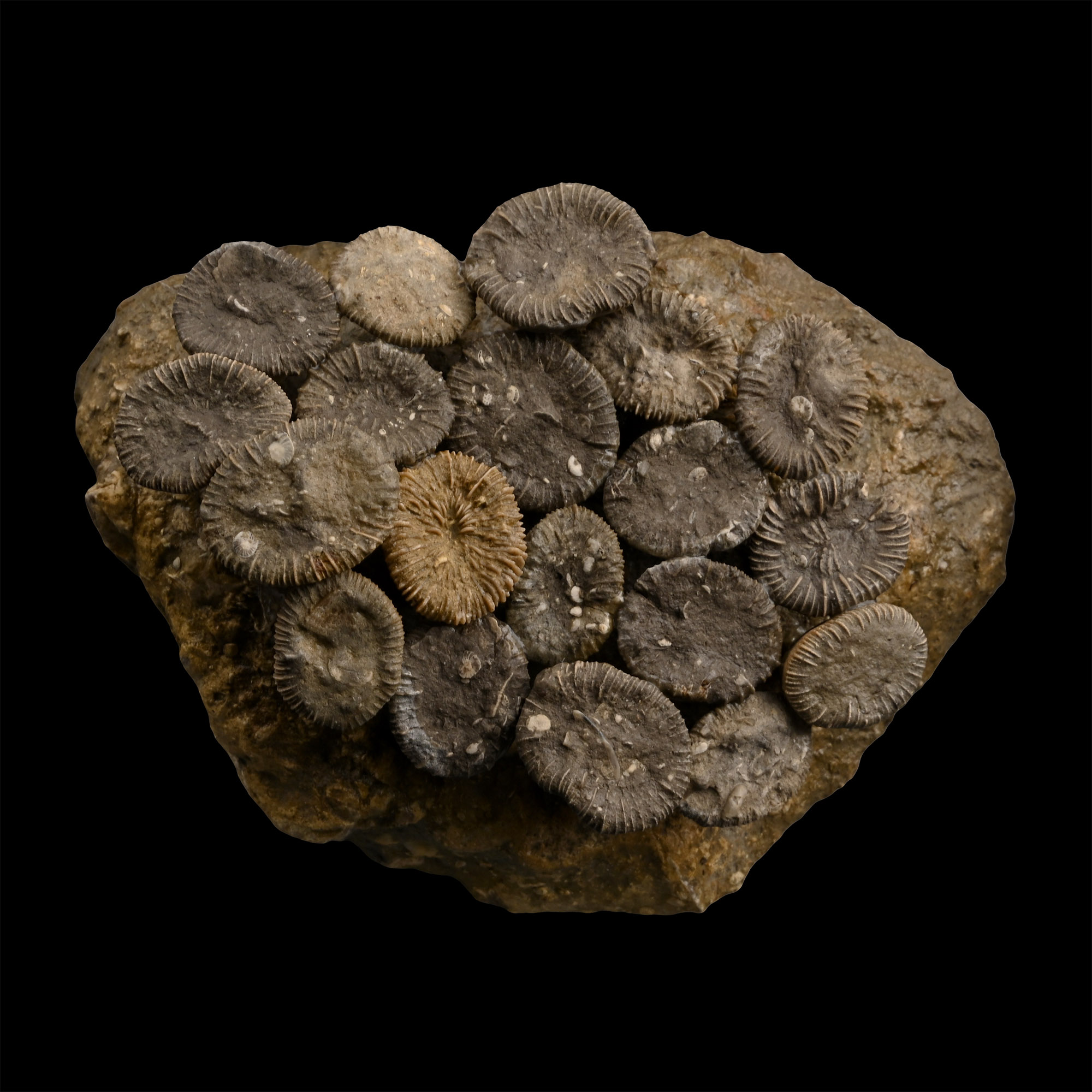 Fossil Trochocyathus Coral Colony Display