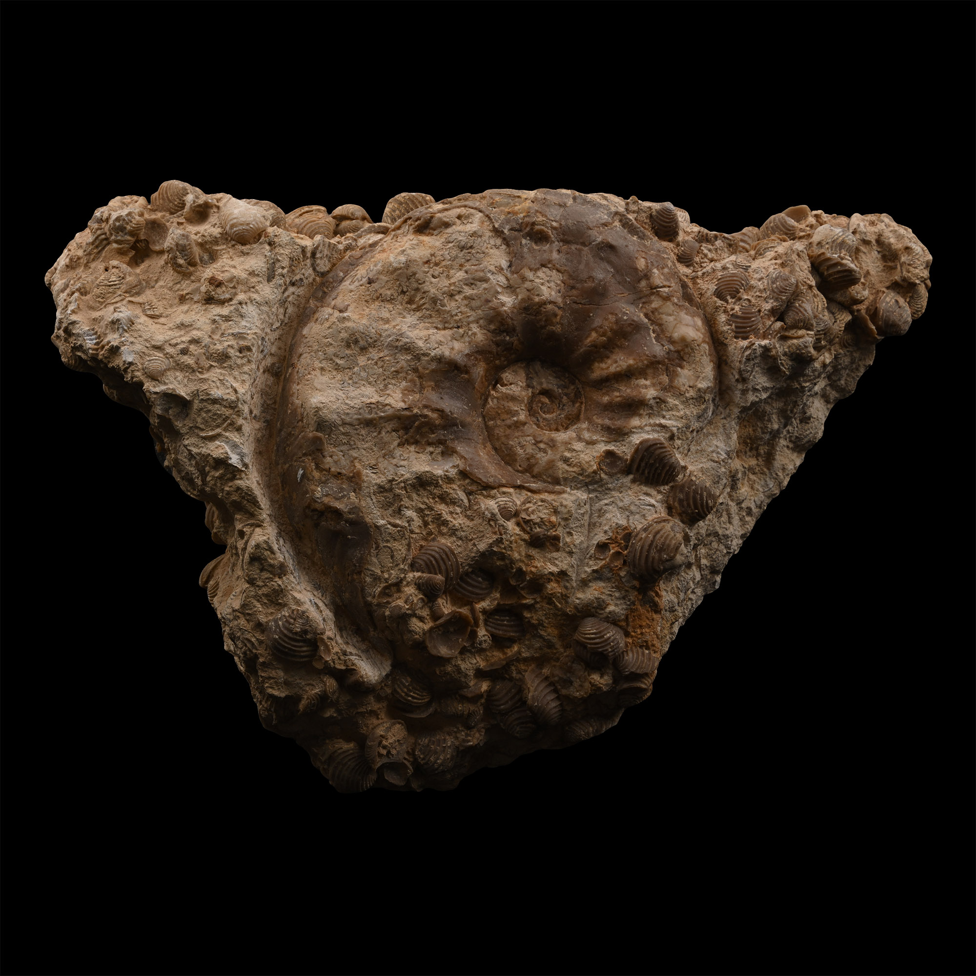 Fossil Bivalve Display