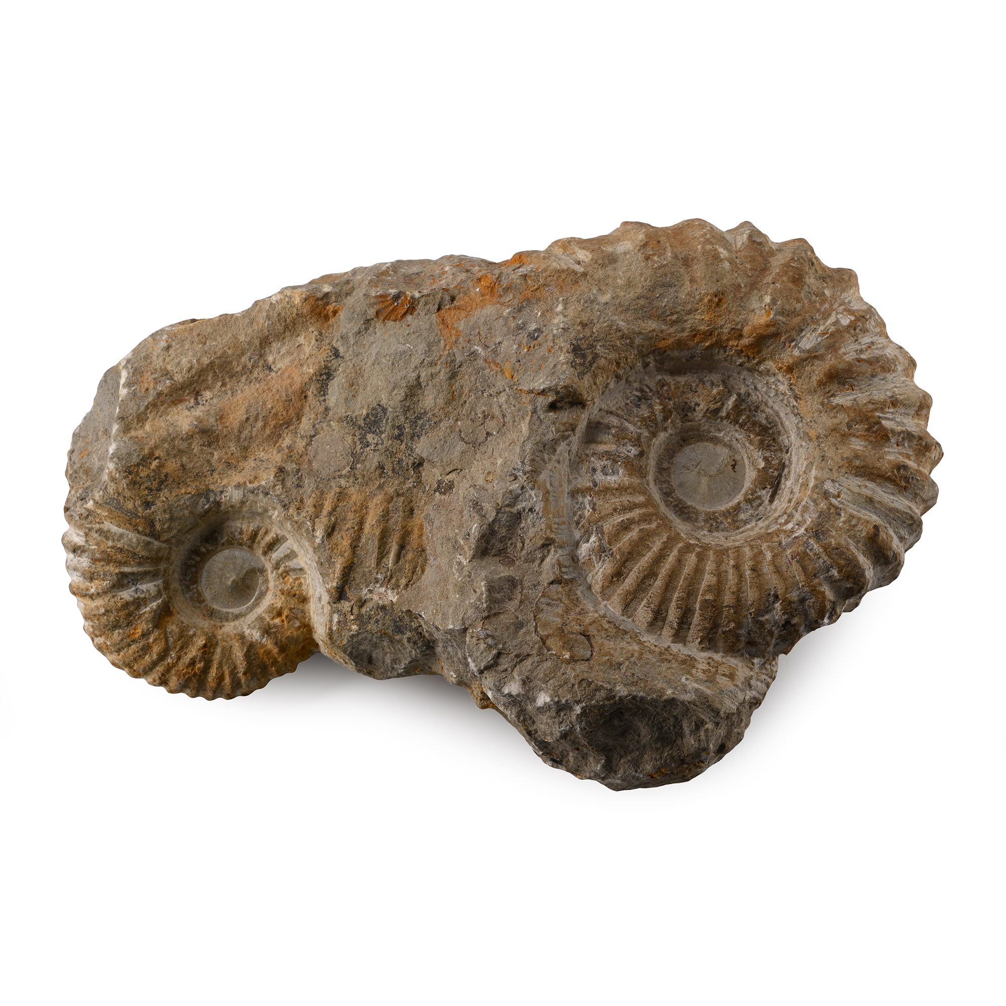 Fossil Agadir Ammonite Pair