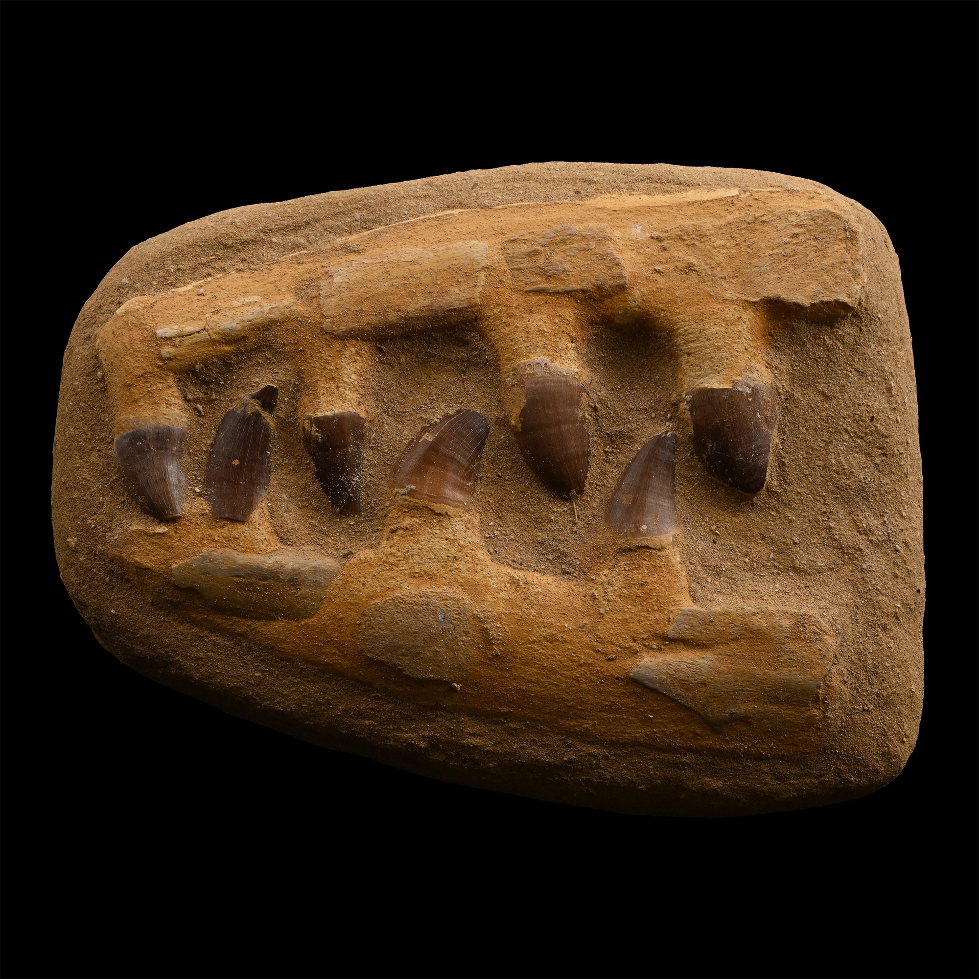 Mosasaur 'Marine Dinosaur' Composite Fossil Jaw Fragment Display with Teeth