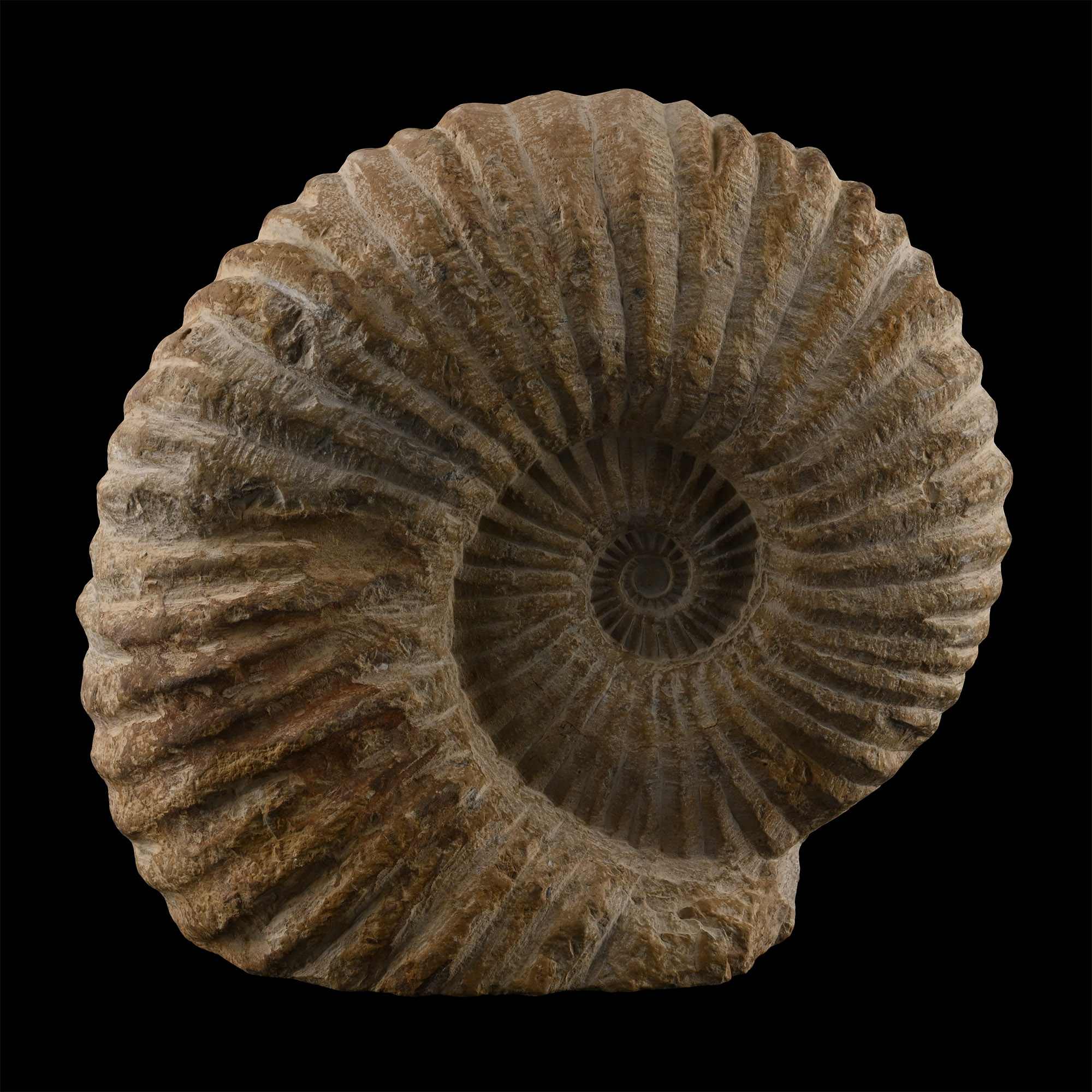Large Fossil Agadir Ammonite
