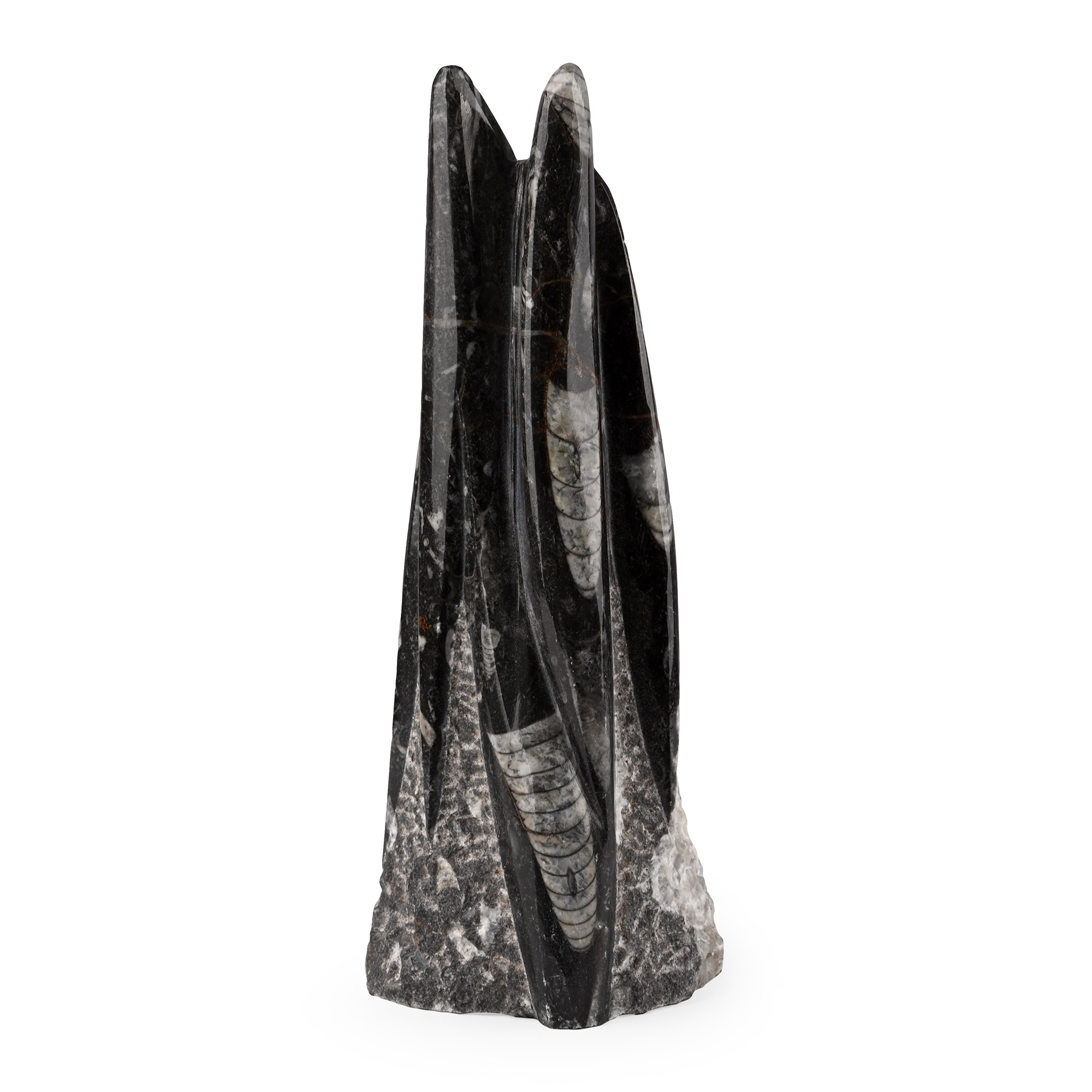 Polished Fossil Orthoceras Column