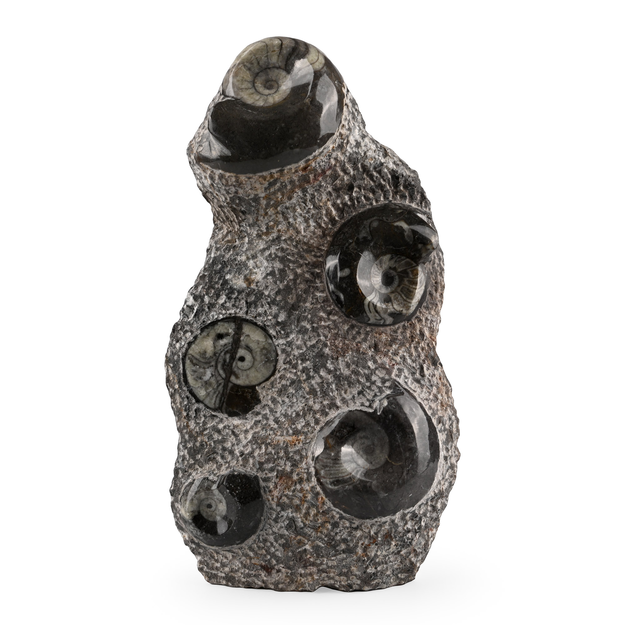 Polished Fossil Goniatite Display