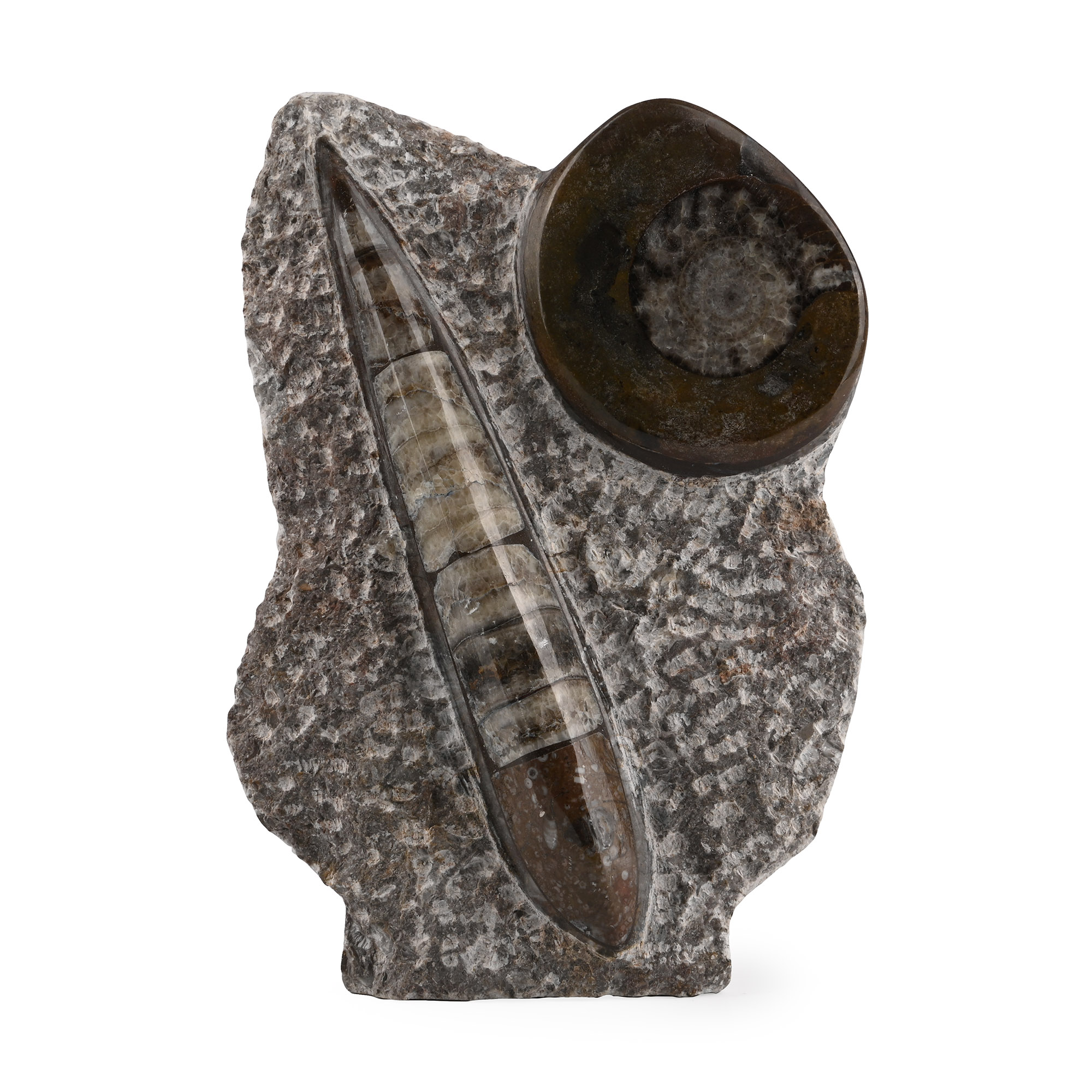 Polished Fossil Orthoceras and Goniatite Display
