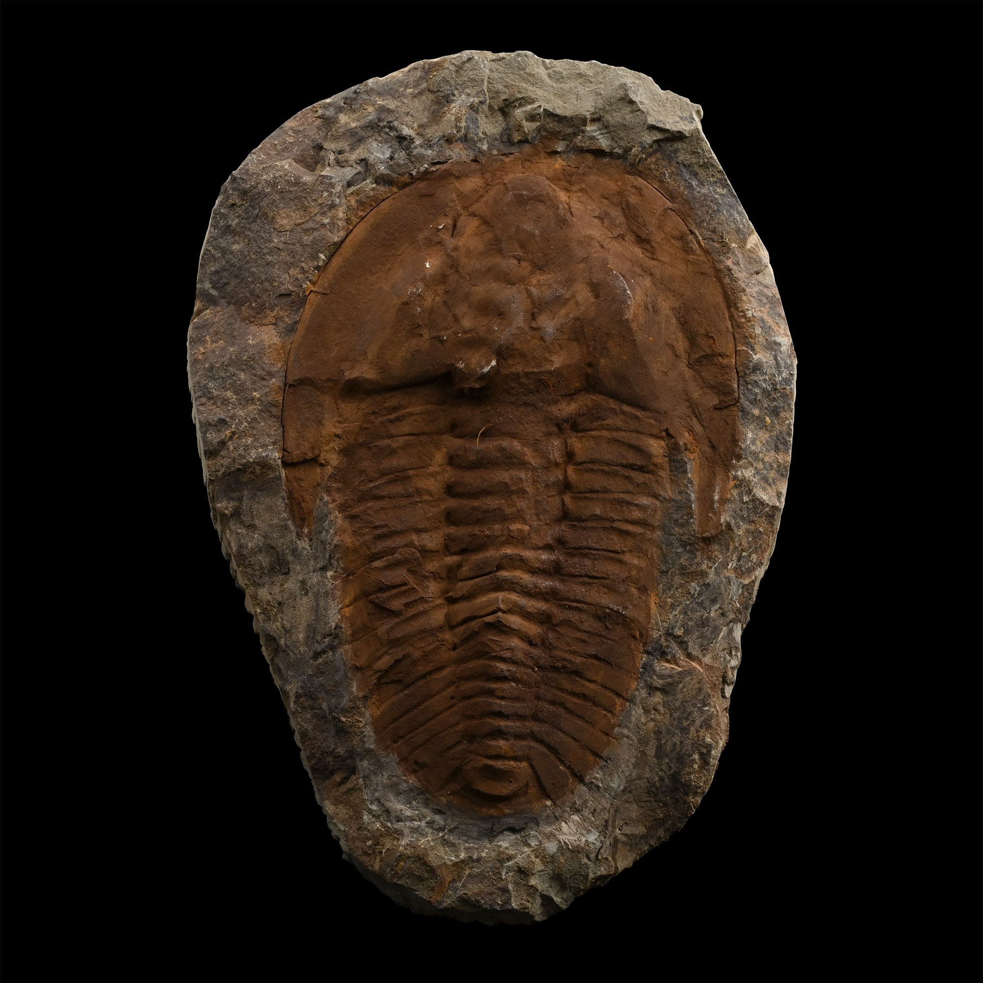 Large Fossil Cambropallas Trilobite
