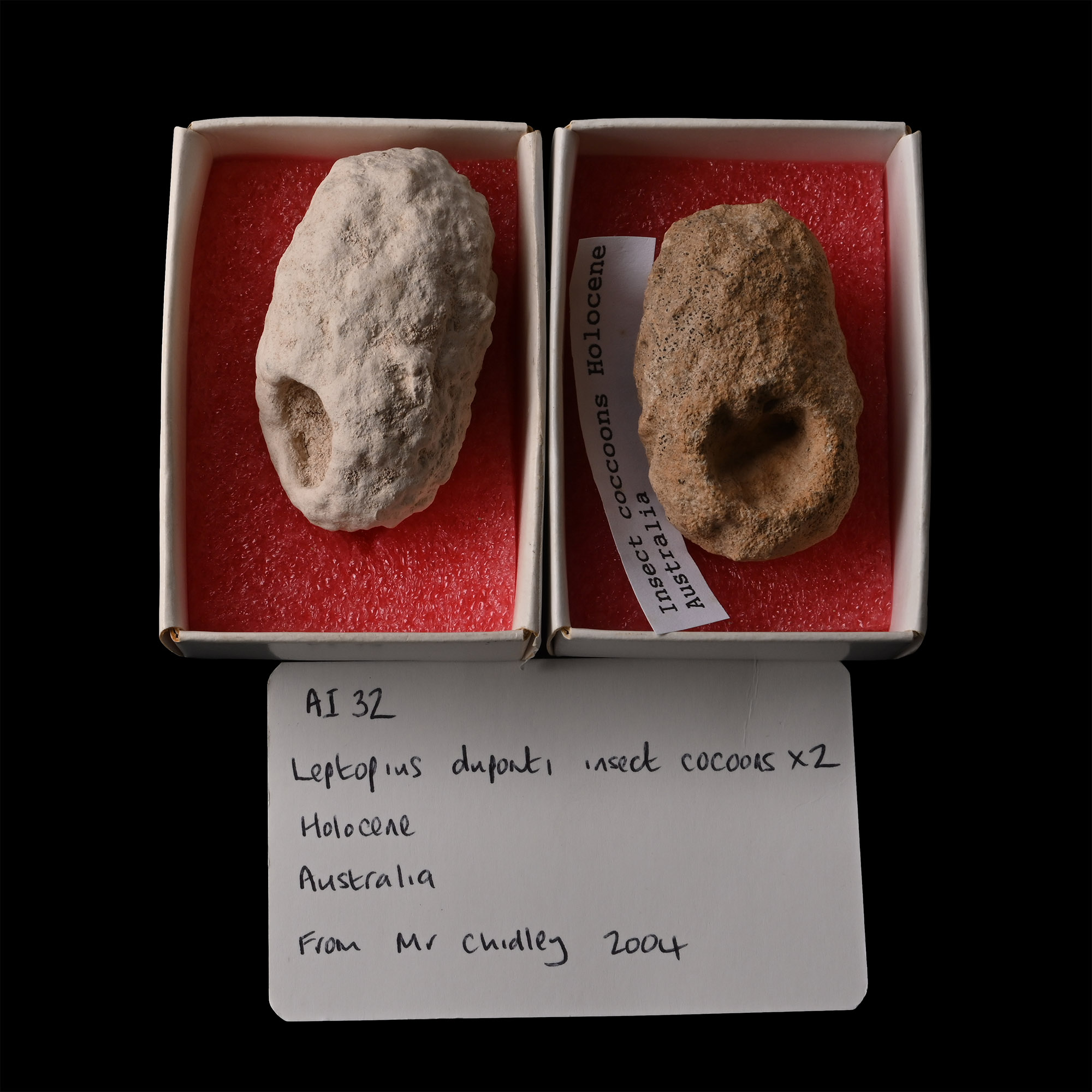 Australian Fossil Insect Cocoon Pair
