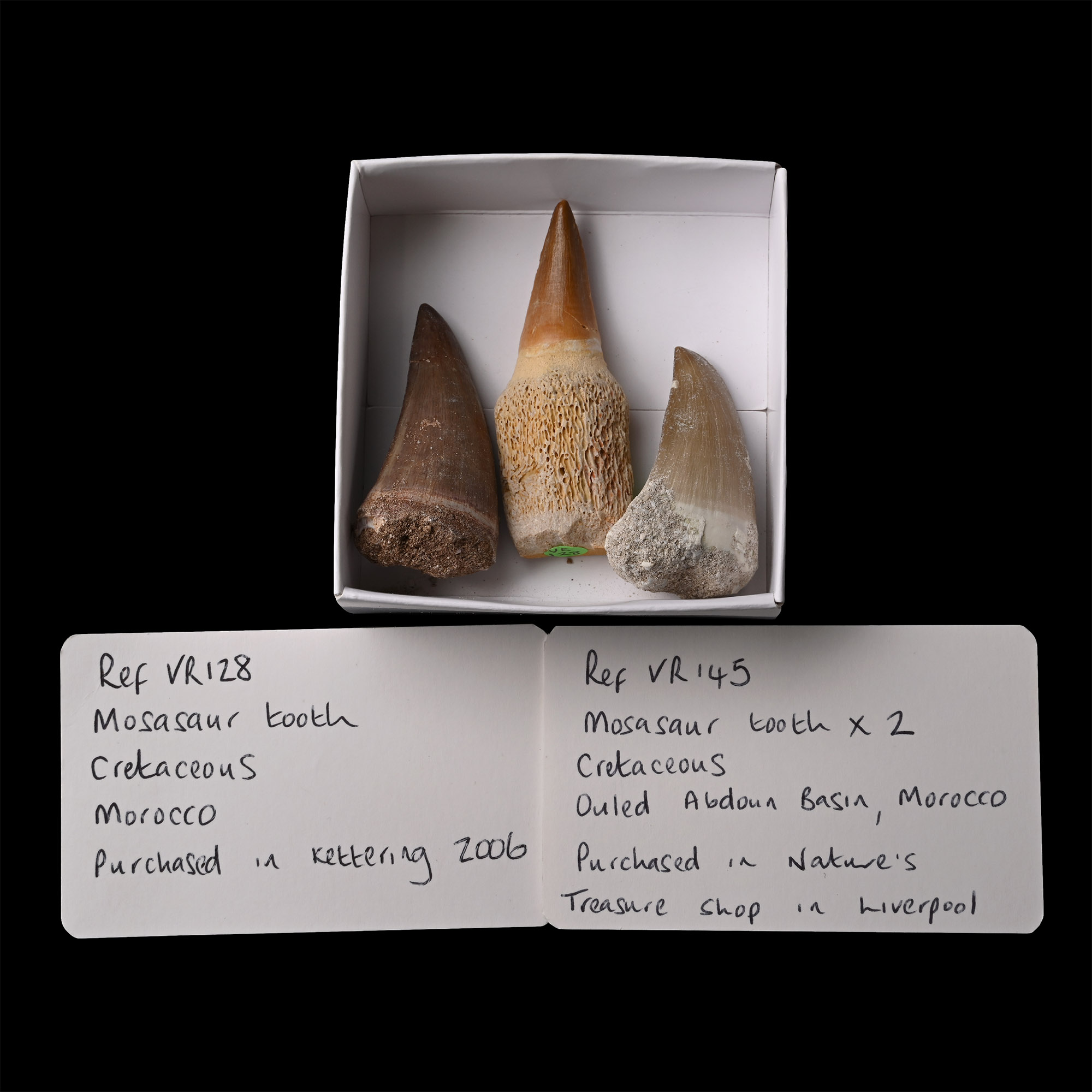 Fossil Mosasaur 'Marine Dinosaur' Tooth Group