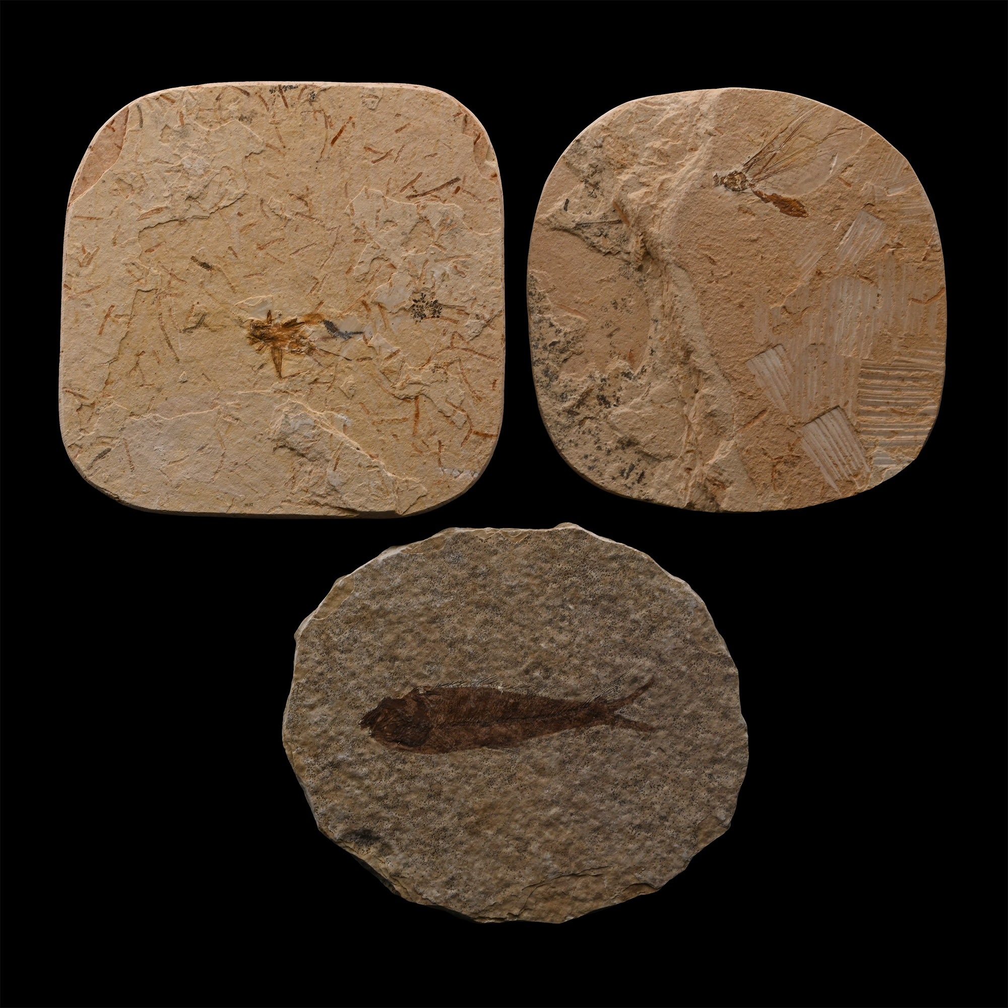Fossil Fish and Insects on Matrix Group